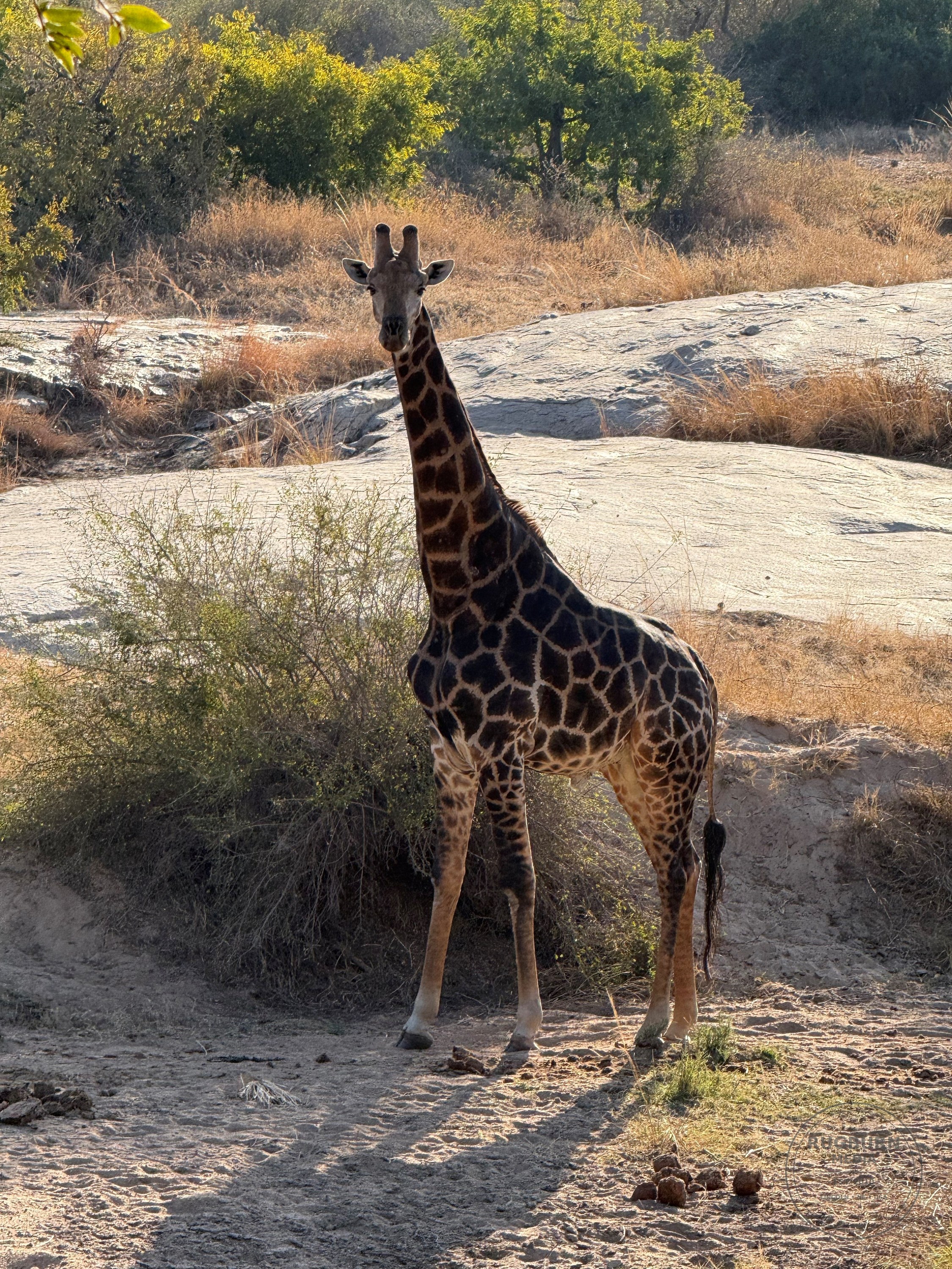Africa - Sabi Sands - Dulini photograph 001 by Brian Schwanebeck in South Africa Sabi Sands Nature Reserve.