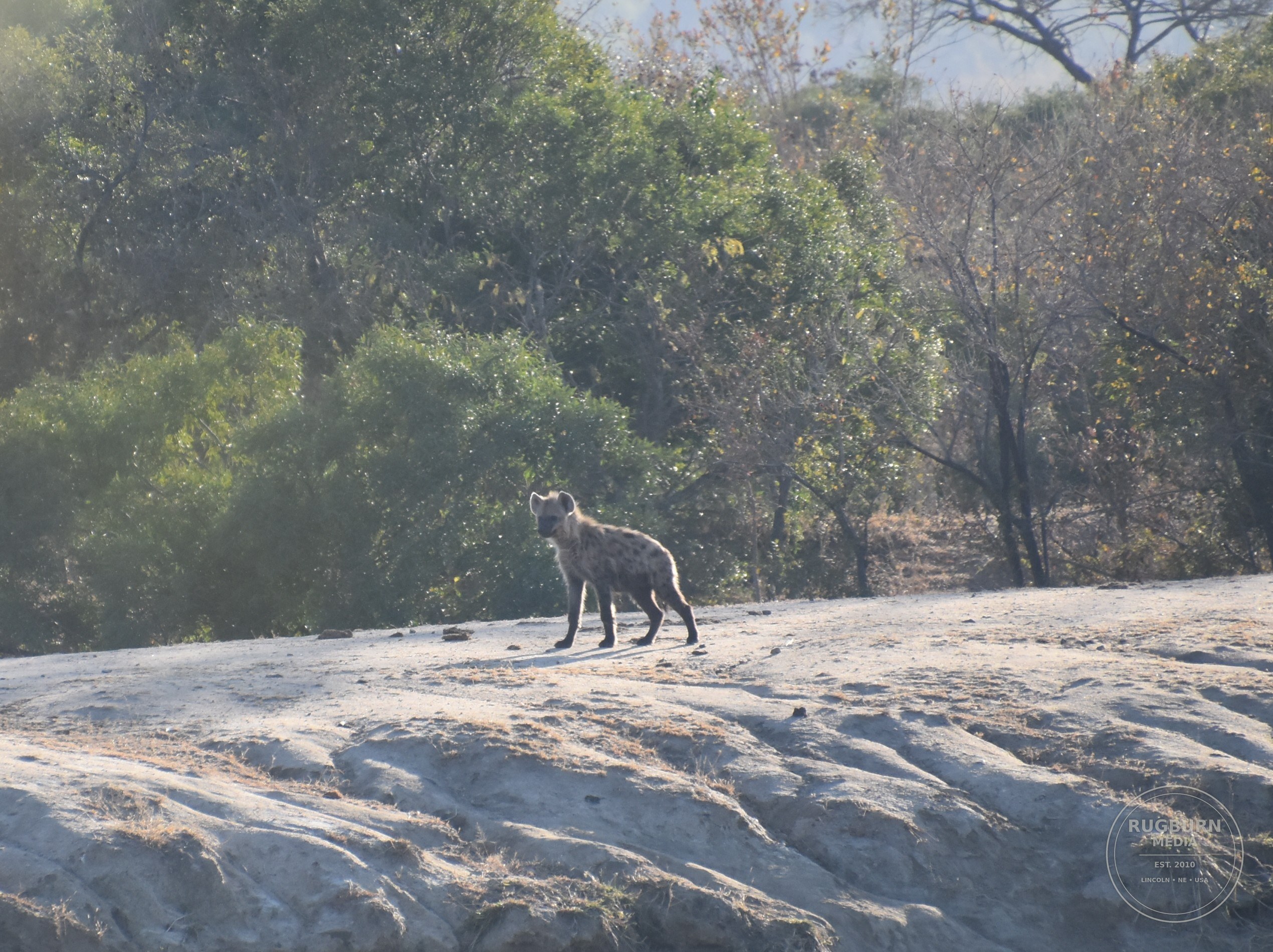 Africa - Sabi Sands - Dulini photograph 003 by Brian Schwanebeck in South Africa Sabi Sands Nature Reserve.