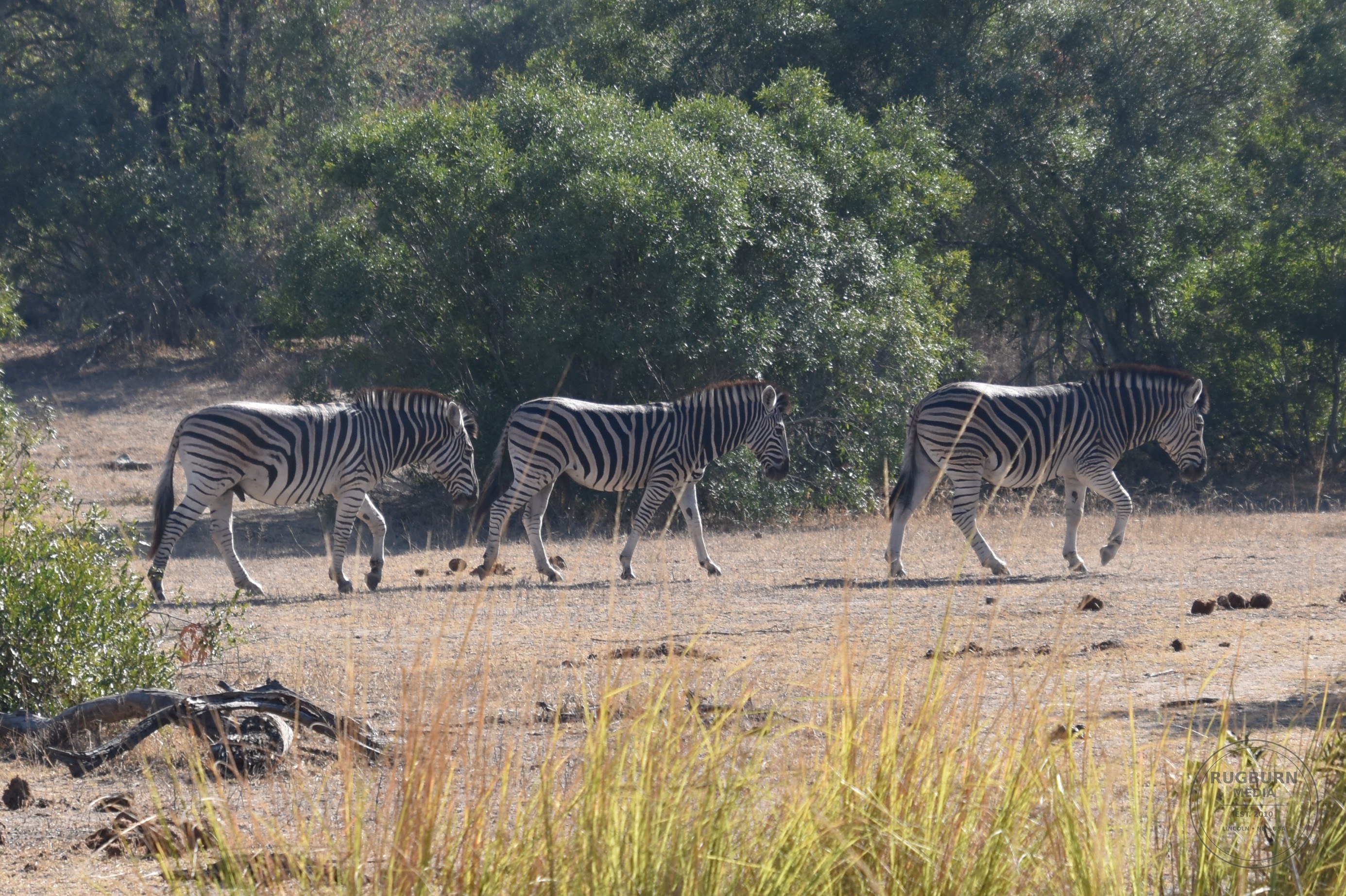 Africa - Sabi Sands - Dulini photograph 009 by Brian Schwanebeck in South Africa Sabi Sands Nature Reserve.