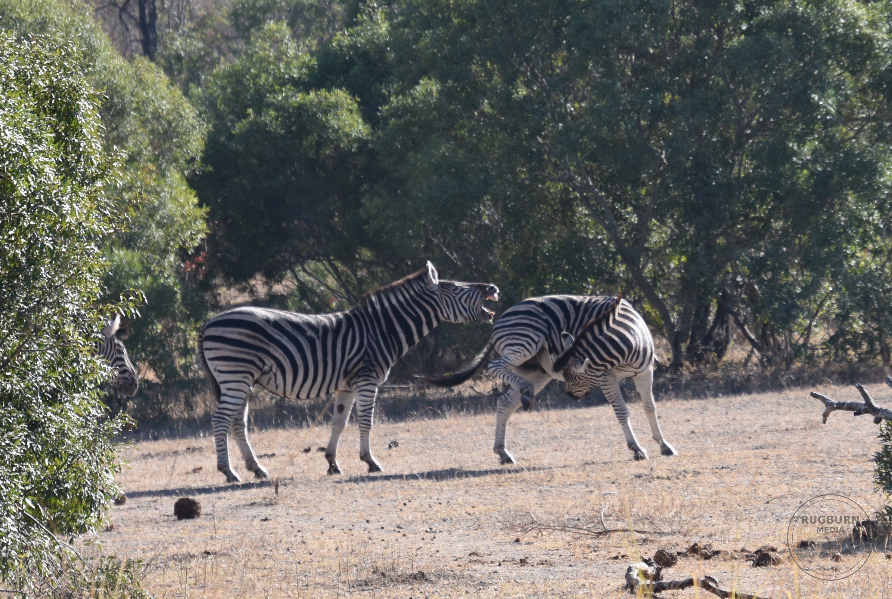 Africa - Sabi Sands - Dulini photograph 010 by Brian Schwanebeck in South Africa Sabi Sands Nature Reserve.