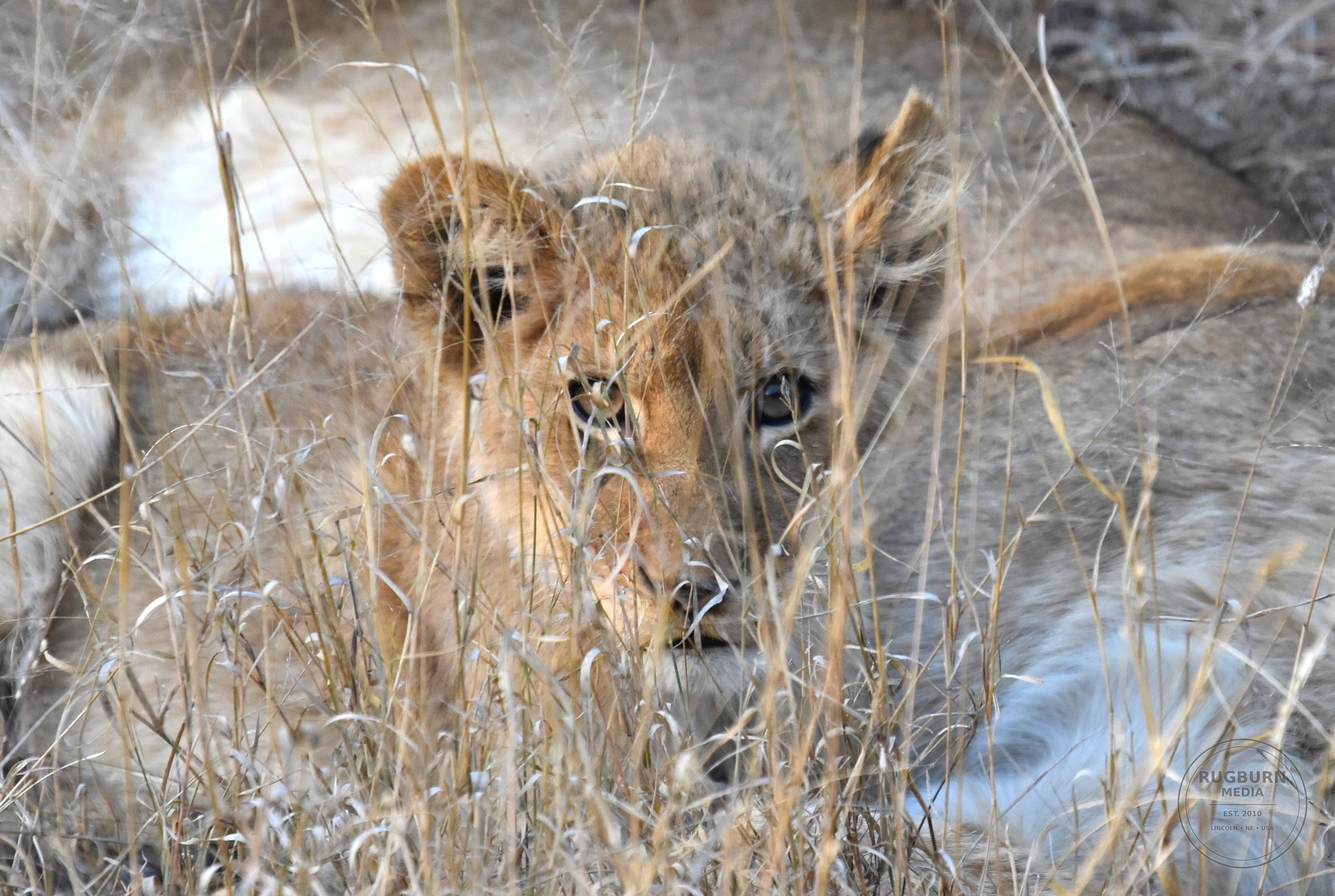 Africa - Sabi Sands - Dulini photograph 014 by Brian Schwanebeck in South Africa Sabi Sands Nature Reserve.