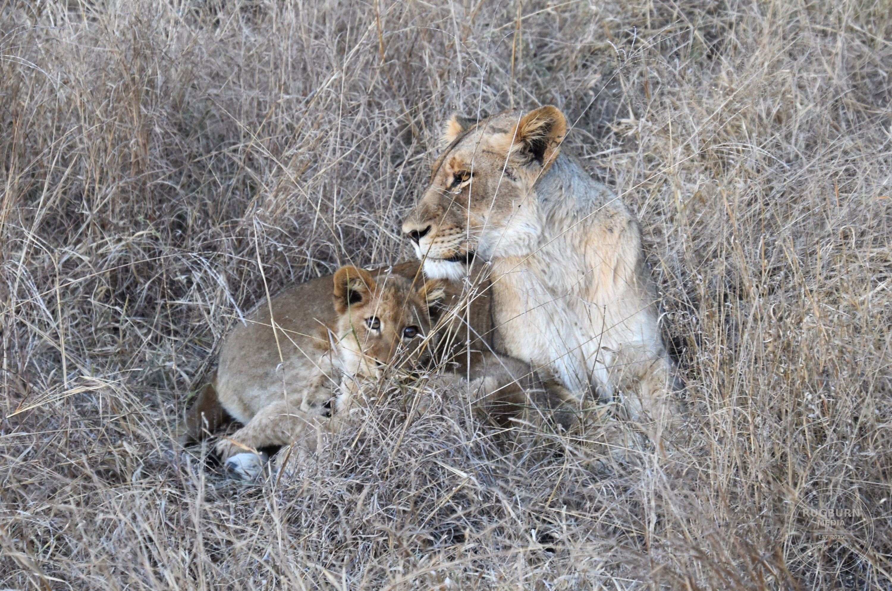 Africa - Sabi Sands - Dulini photograph 015 by Brian Schwanebeck in South Africa Sabi Sands Nature Reserve.