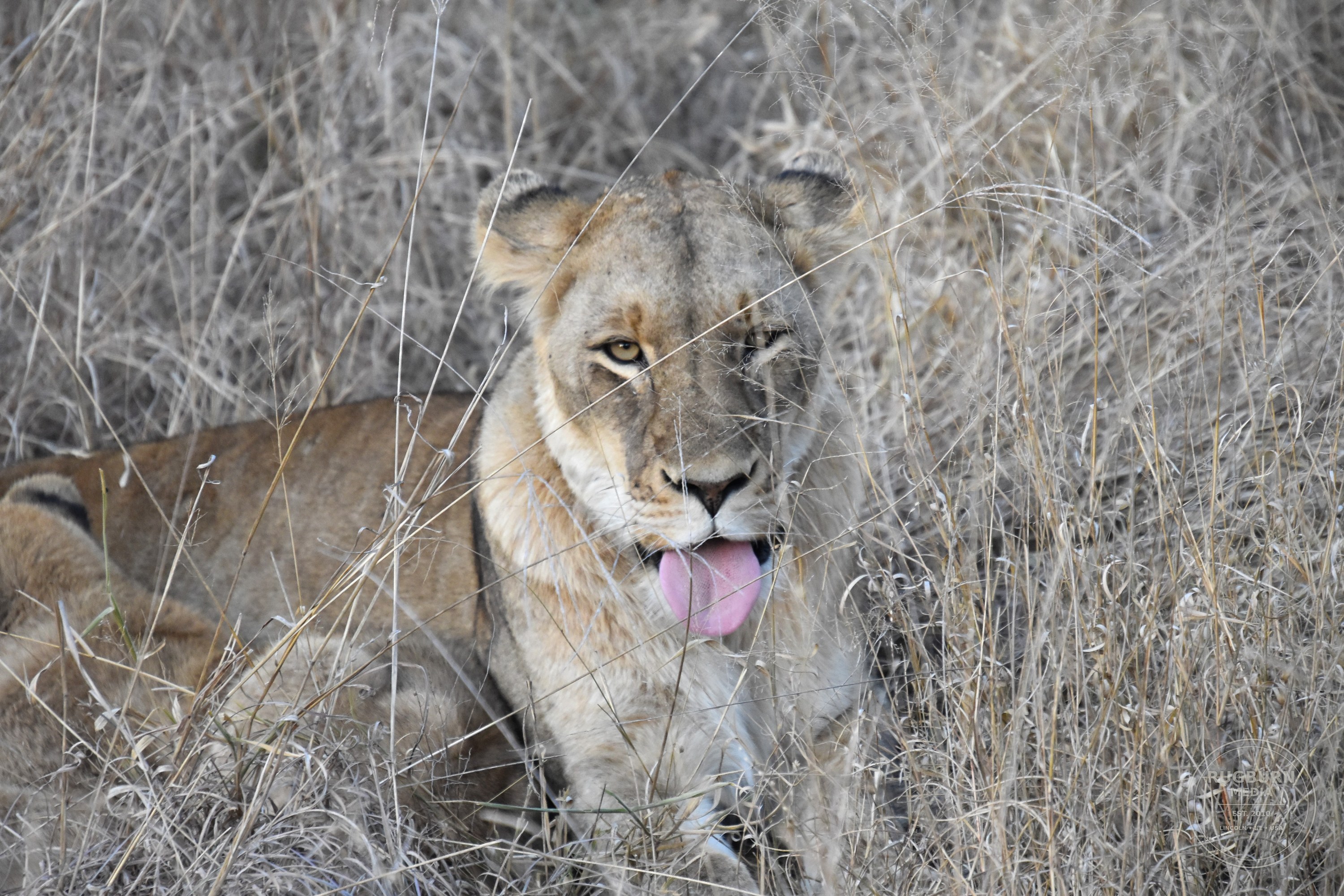 Africa - Sabi Sands - Dulini photograph 016 by Brian Schwanebeck in South Africa Sabi Sands Nature Reserve.