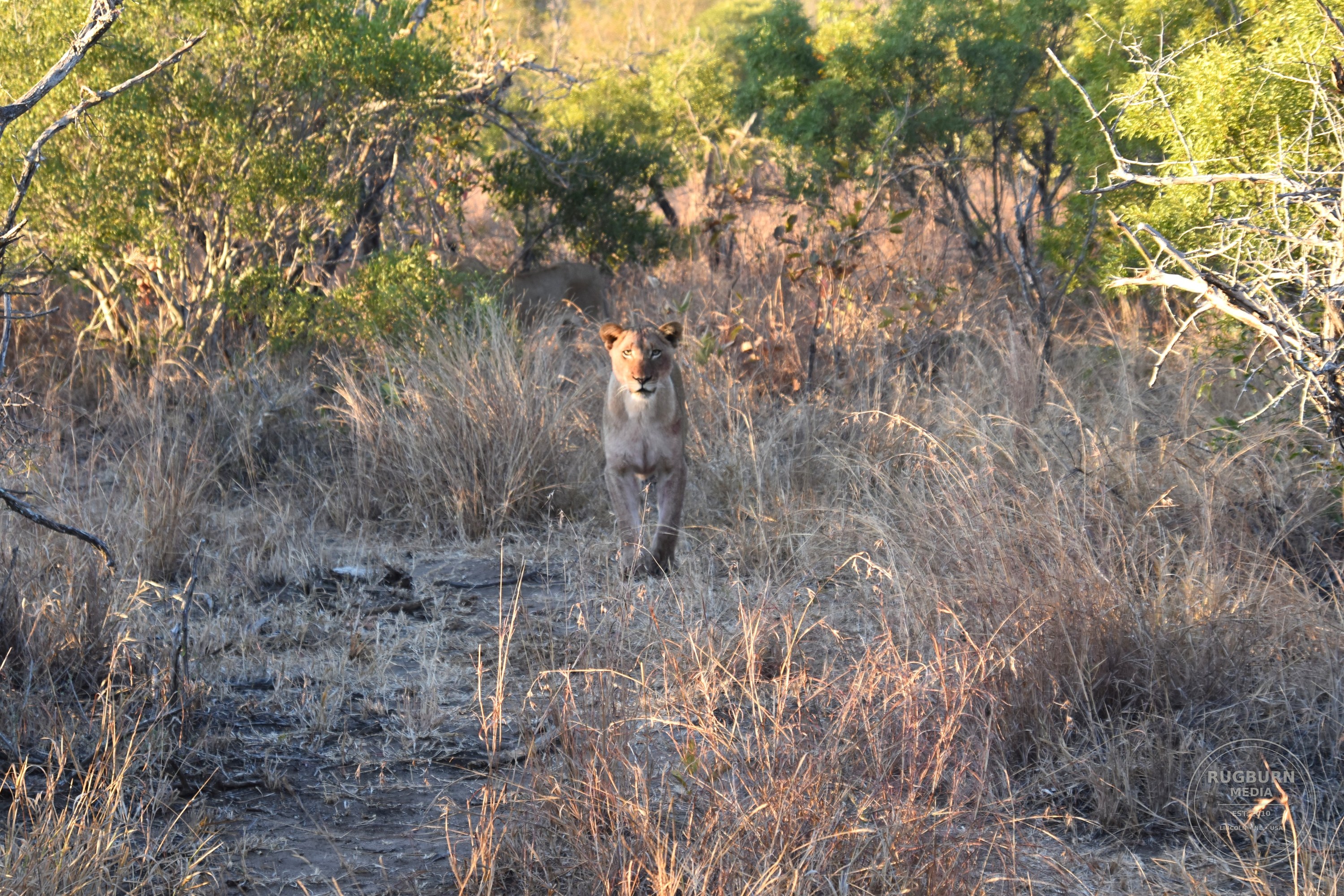 Africa - Sabi Sands - Dulini photograph 018 by Brian Schwanebeck in South Africa Sabi Sands Nature Reserve.