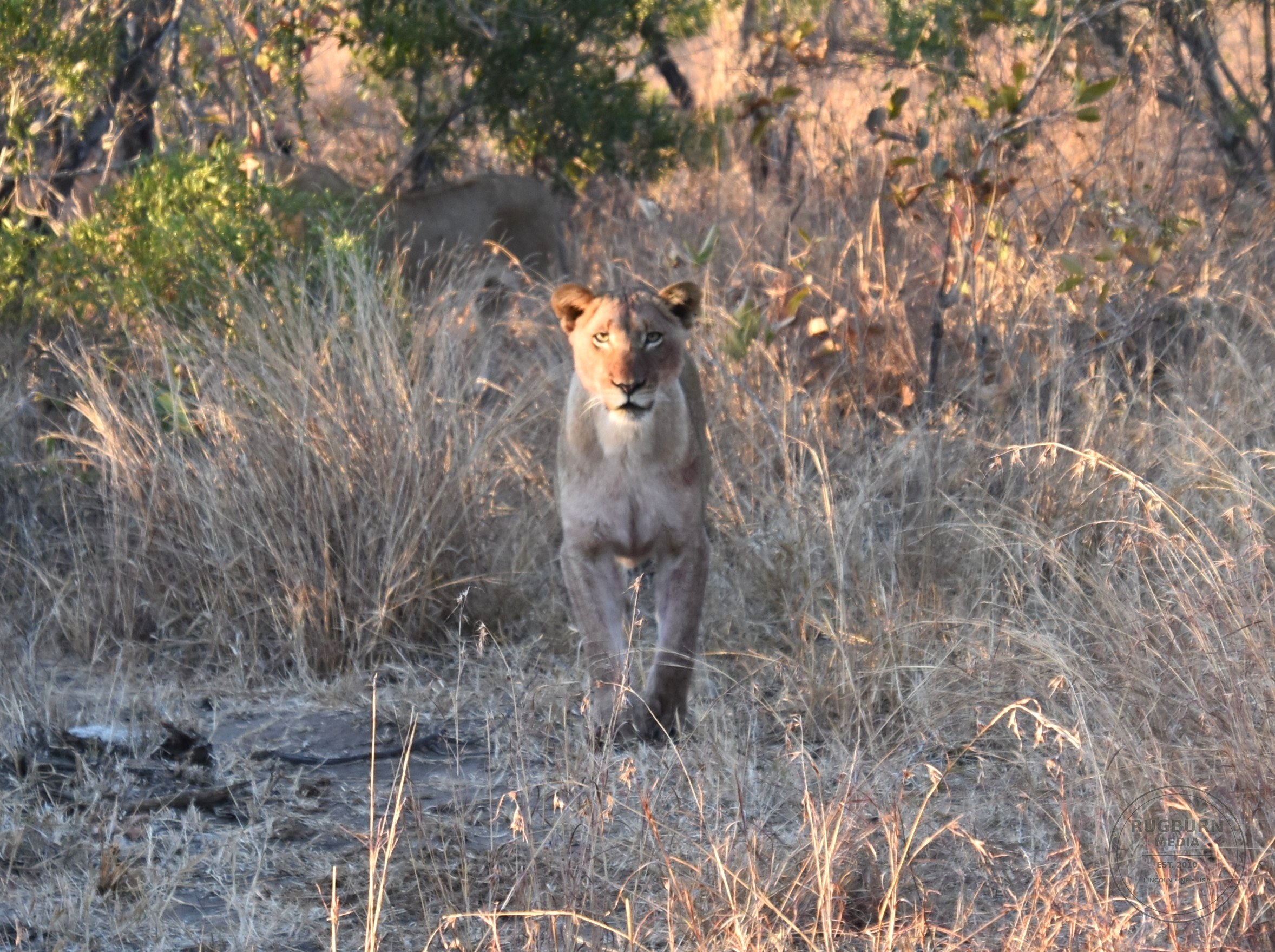Africa - Sabi Sands - Dulini photograph 019 by Brian Schwanebeck in South Africa Sabi Sands Nature Reserve.