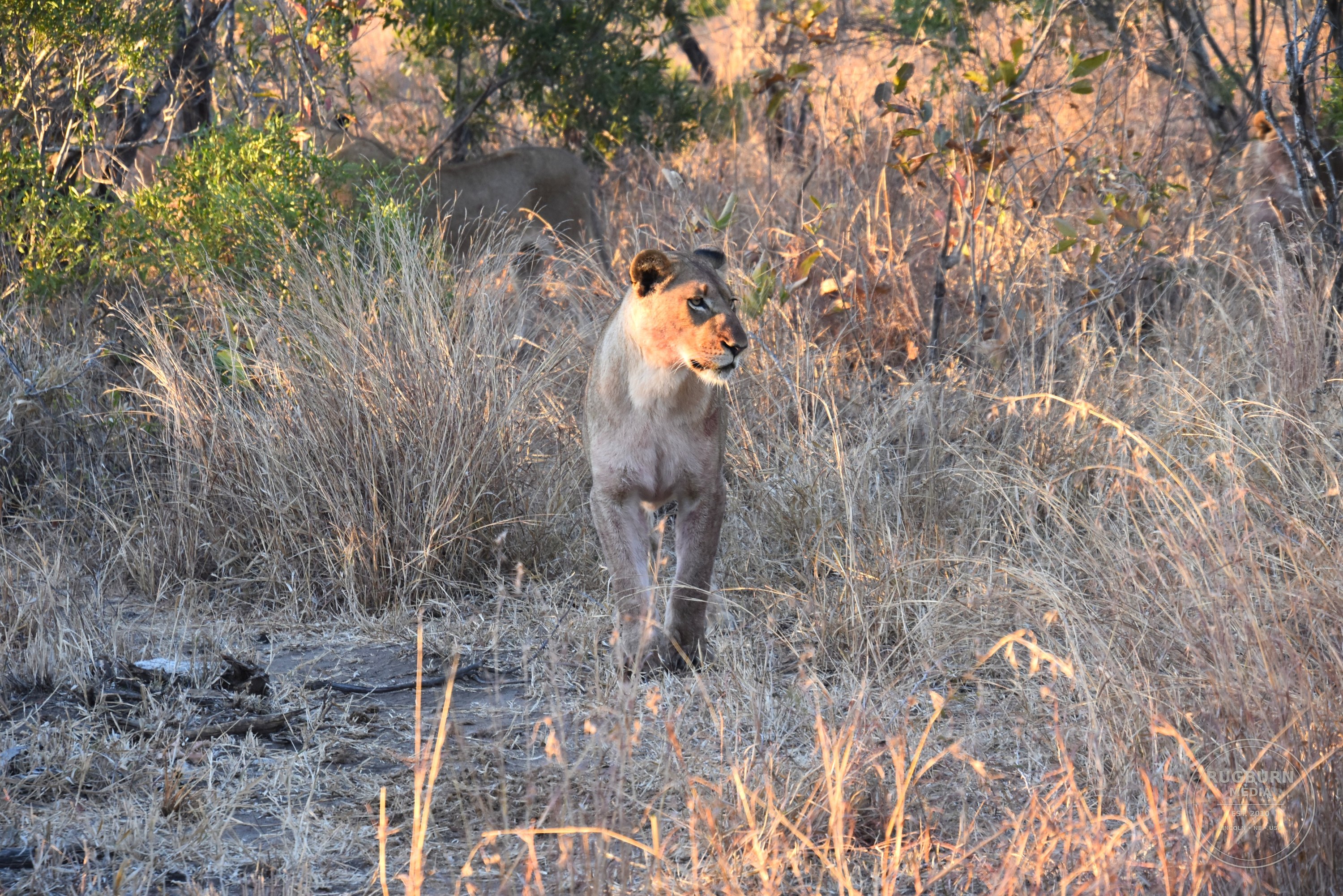 Africa - Sabi Sands - Dulini photograph 020 by Brian Schwanebeck in South Africa Sabi Sands Nature Reserve.
