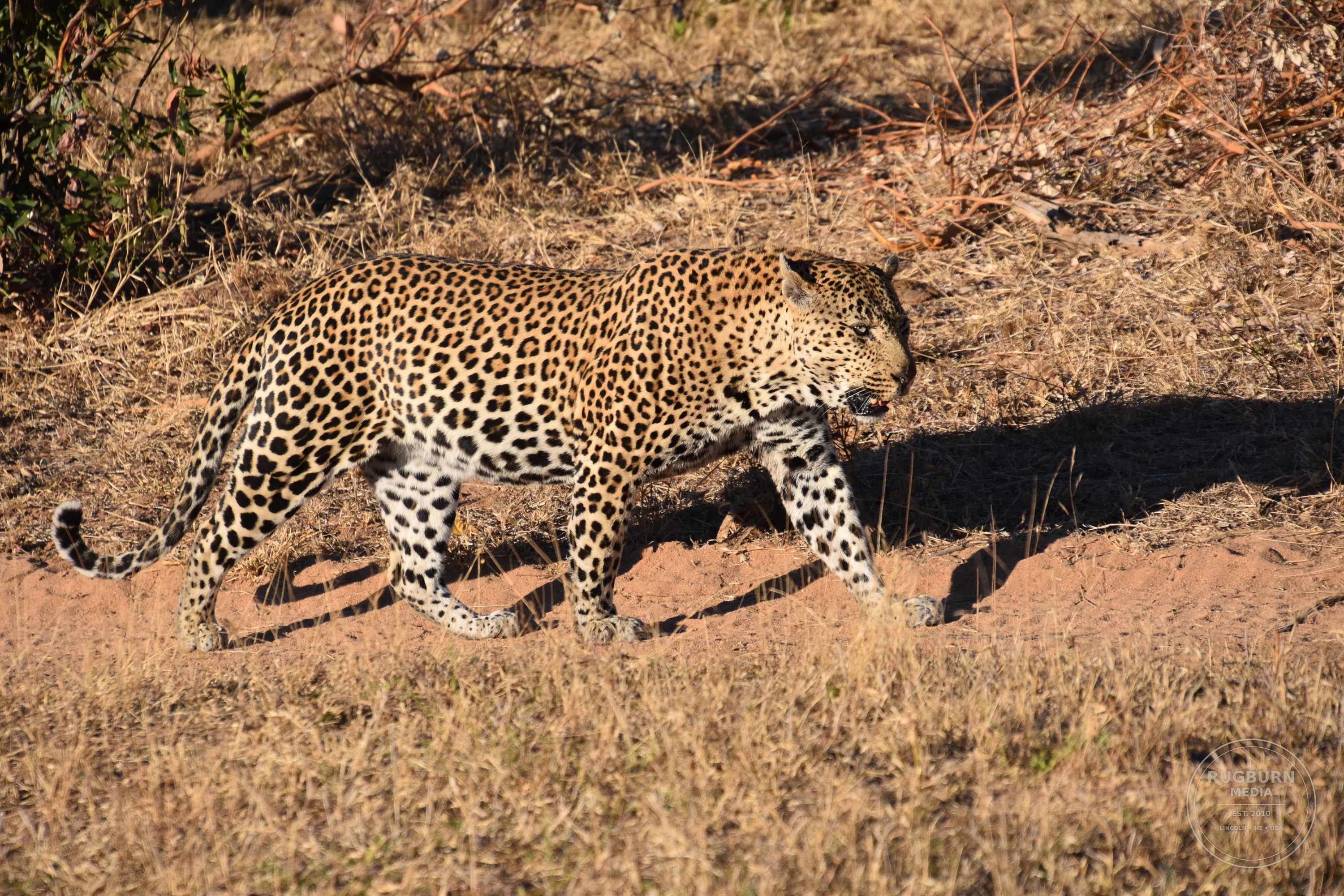 Africa - Sabi Sands - Dulini photograph 024 by Brian Schwanebeck in South Africa Sabi Sands Nature Reserve.