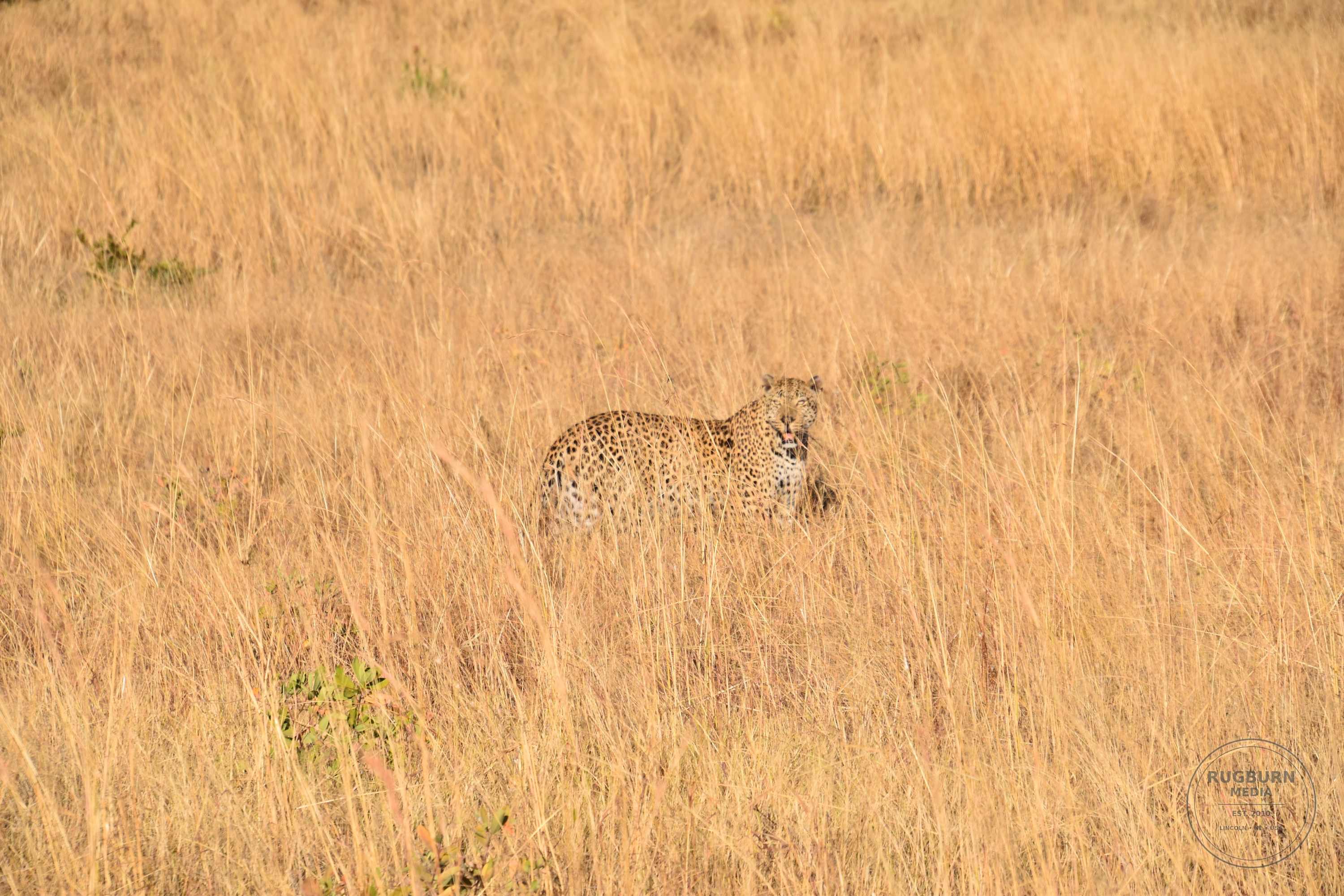 Africa - Sabi Sands - Dulini photograph 025 by Brian Schwanebeck in South Africa Sabi Sands Nature Reserve.