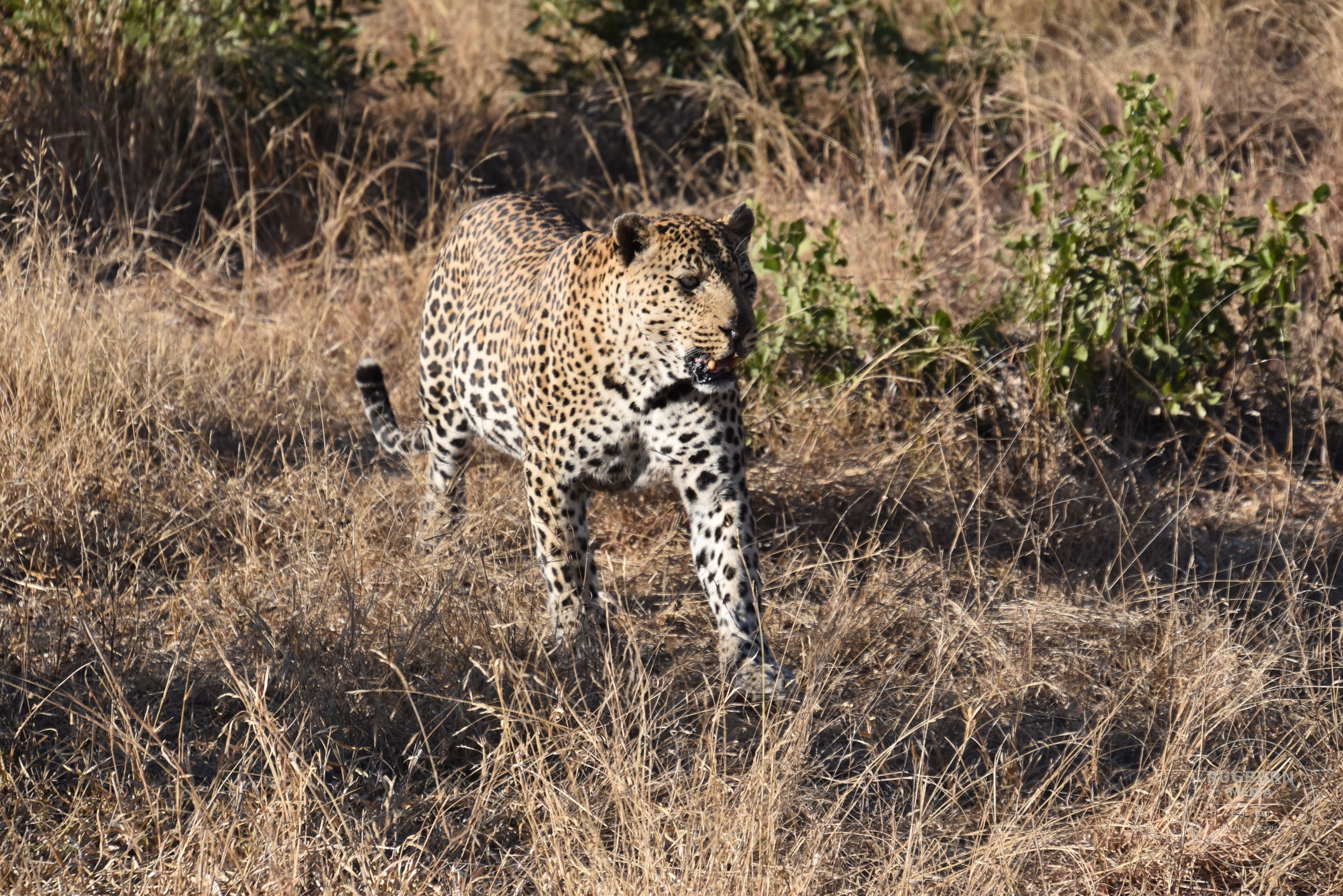 Africa - Sabi Sands - Dulini photograph 026 by Brian Schwanebeck in South Africa Sabi Sands Nature Reserve.