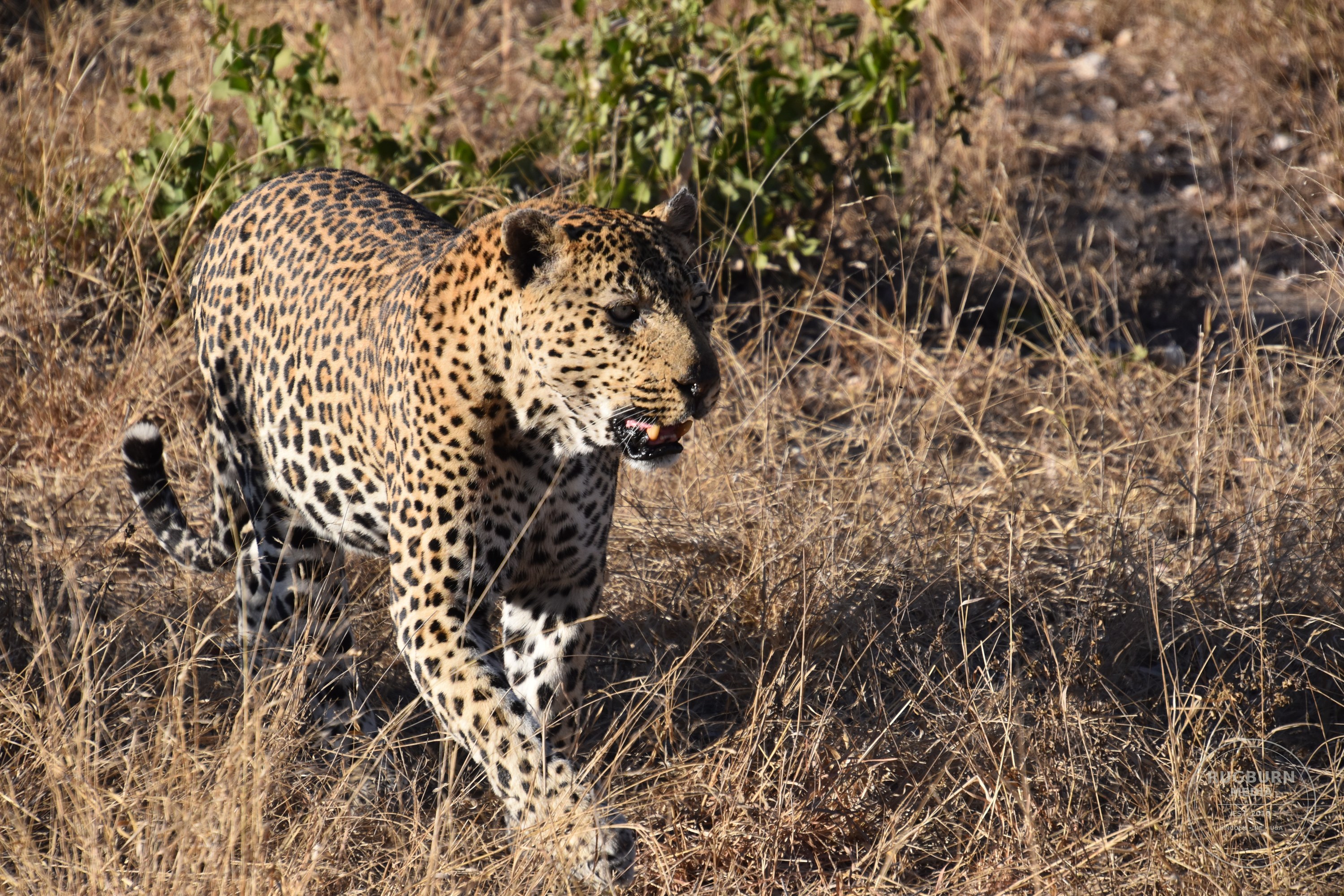 Africa - Sabi Sands - Dulini photograph 027 by Brian Schwanebeck in South Africa Sabi Sands Nature Reserve.