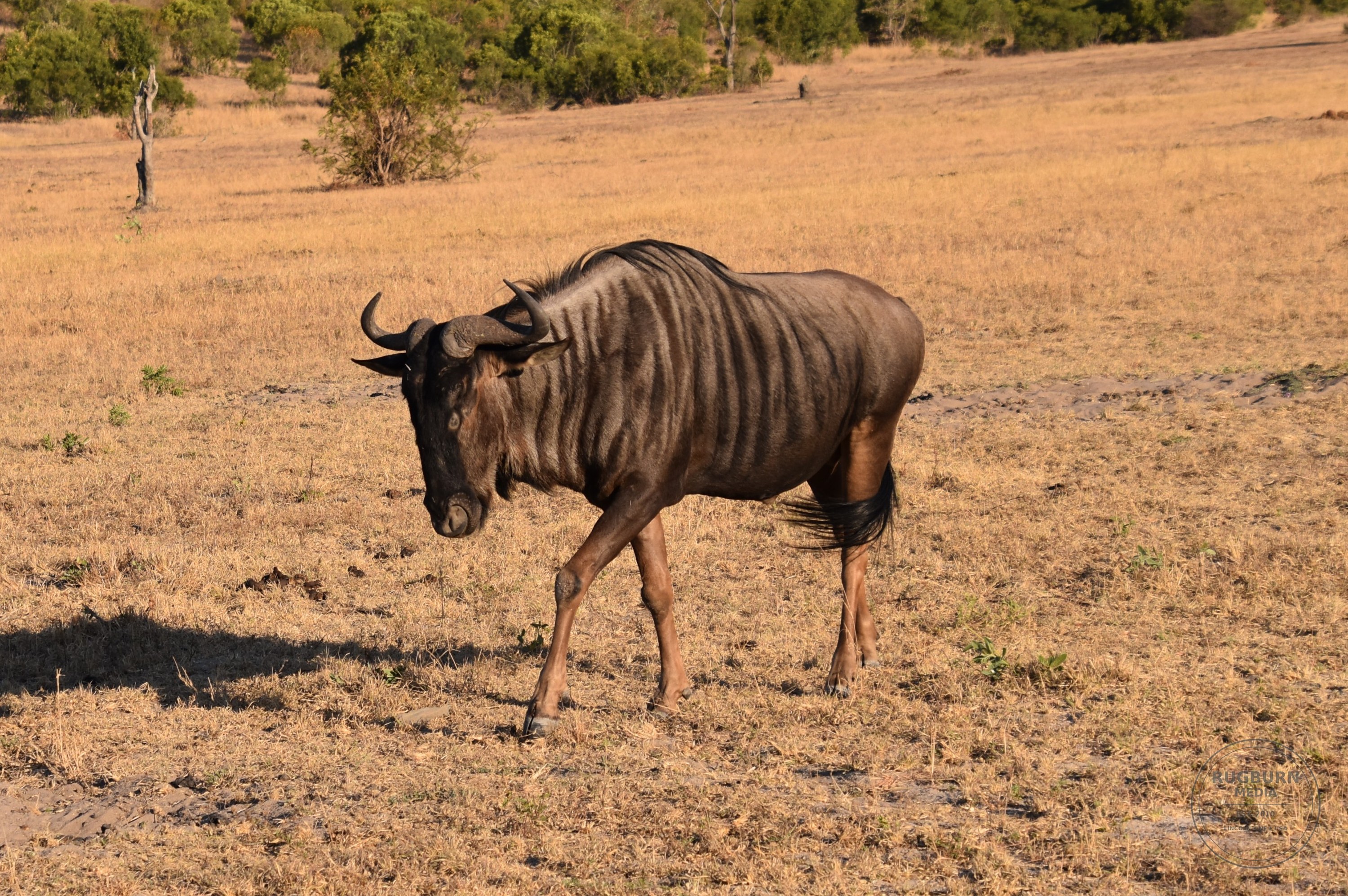 Africa - Sabi Sands - Dulini photograph 031 by Brian Schwanebeck in South Africa Sabi Sands Nature Reserve.