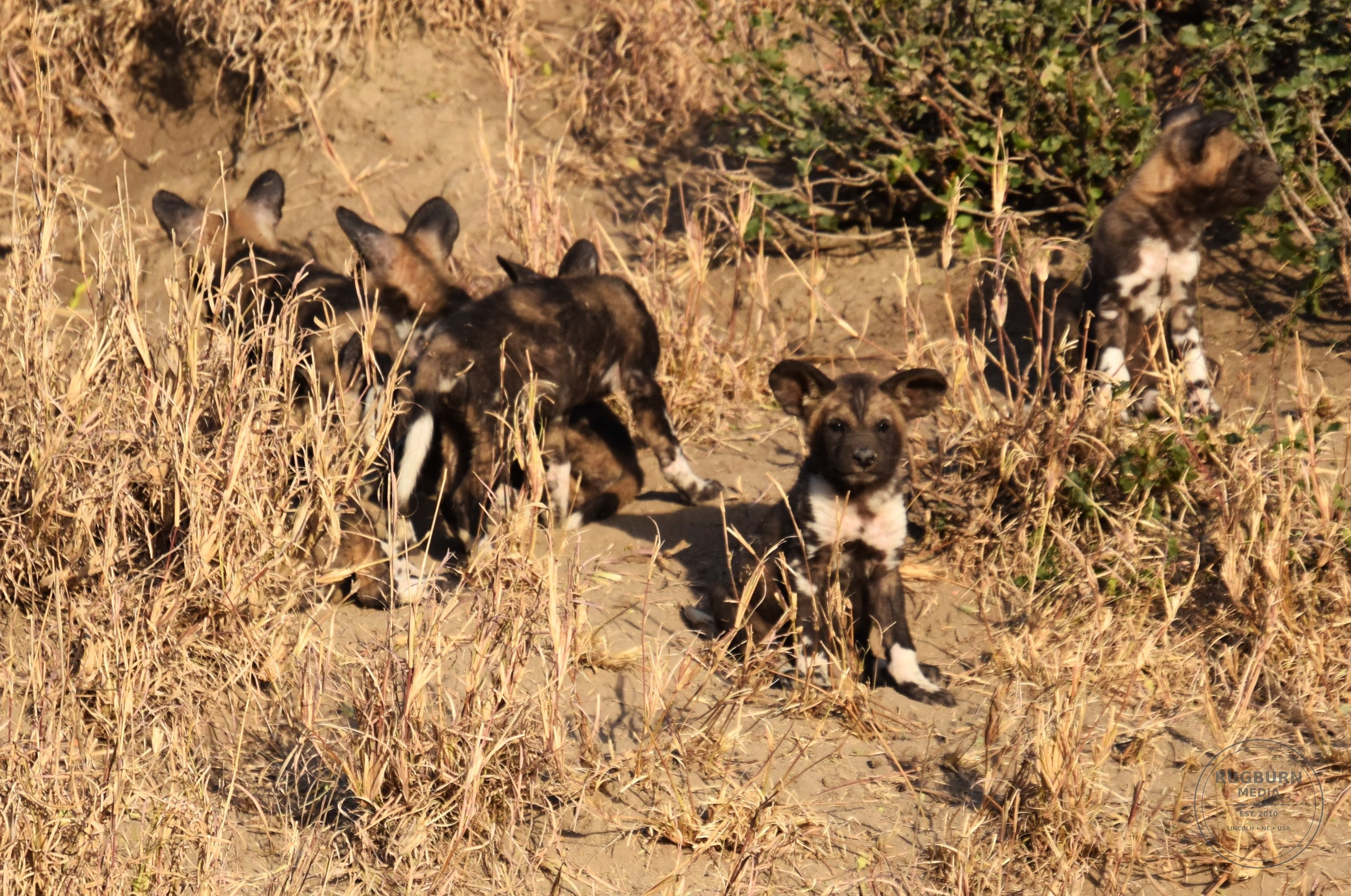 Africa - Sabi Sands - Dulini photograph 038 by Brian Schwanebeck in South Africa Sabi Sands Nature Reserve.
