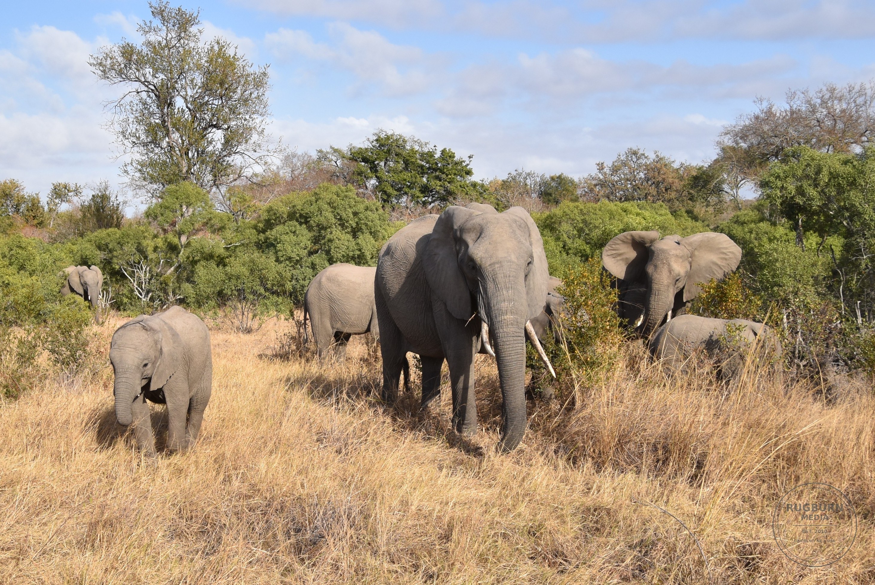 Africa - Sabi Sands - Dulini photograph 040 by Brian Schwanebeck in South Africa Sabi Sands Nature Reserve.