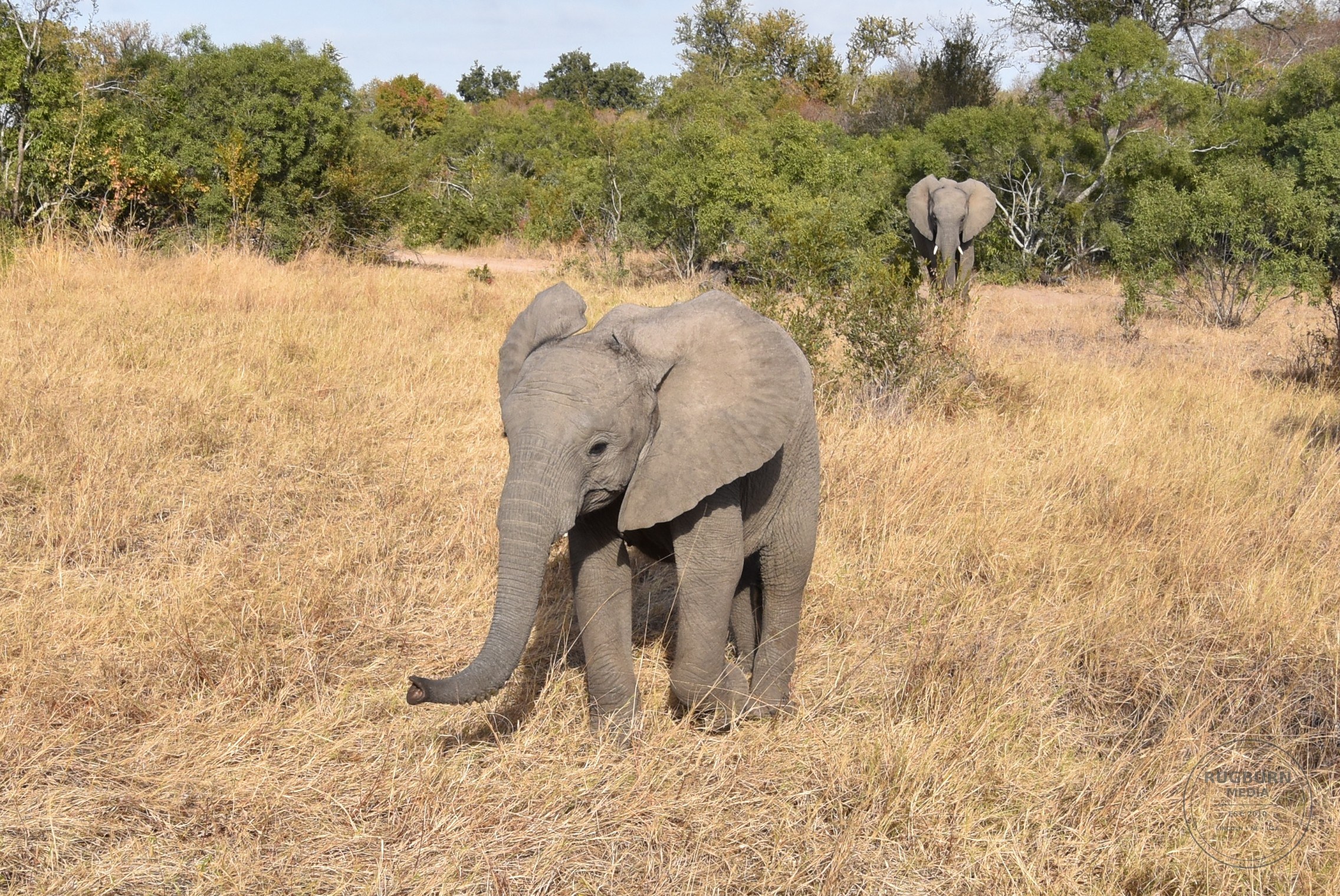 Africa - Sabi Sands - Dulini photograph 041 by Brian Schwanebeck in South Africa Sabi Sands Nature Reserve.