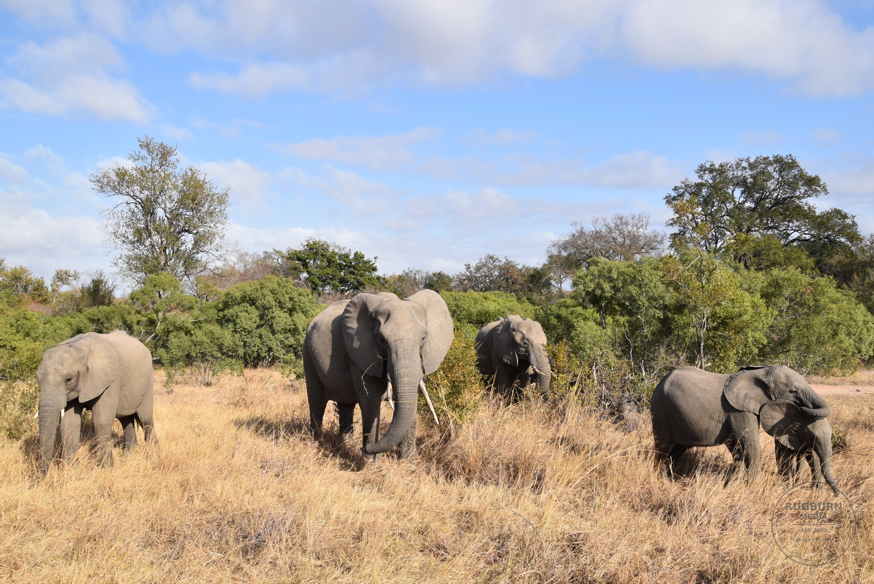 Africa - Sabi Sands - Dulini photograph 042 by Brian Schwanebeck in South Africa Sabi Sands Nature Reserve.
