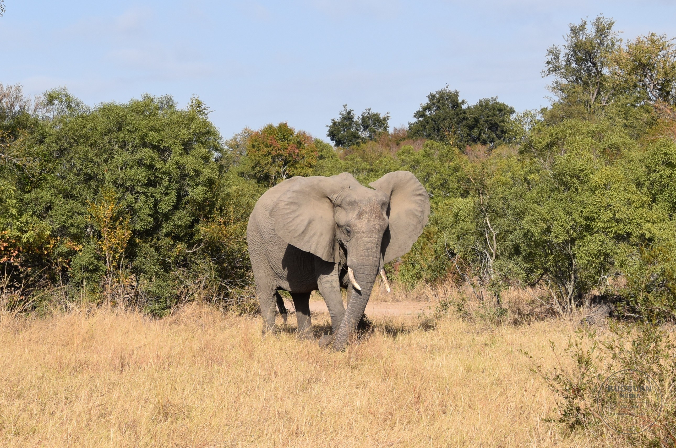 Africa - Sabi Sands - Dulini photograph 043 by Brian Schwanebeck in South Africa Sabi Sands Nature Reserve.