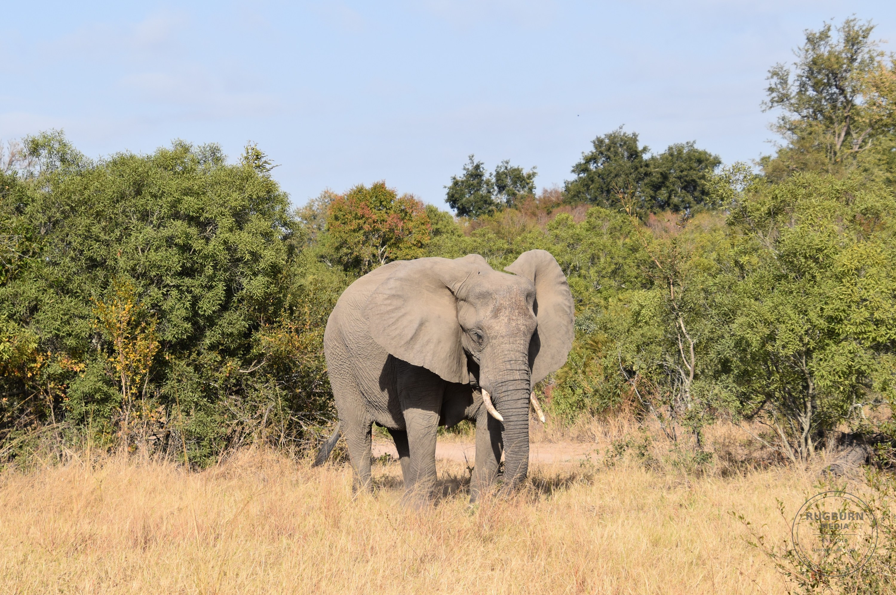 Africa - Sabi Sands - Dulini photograph 044 by Brian Schwanebeck in South Africa Sabi Sands Nature Reserve.
