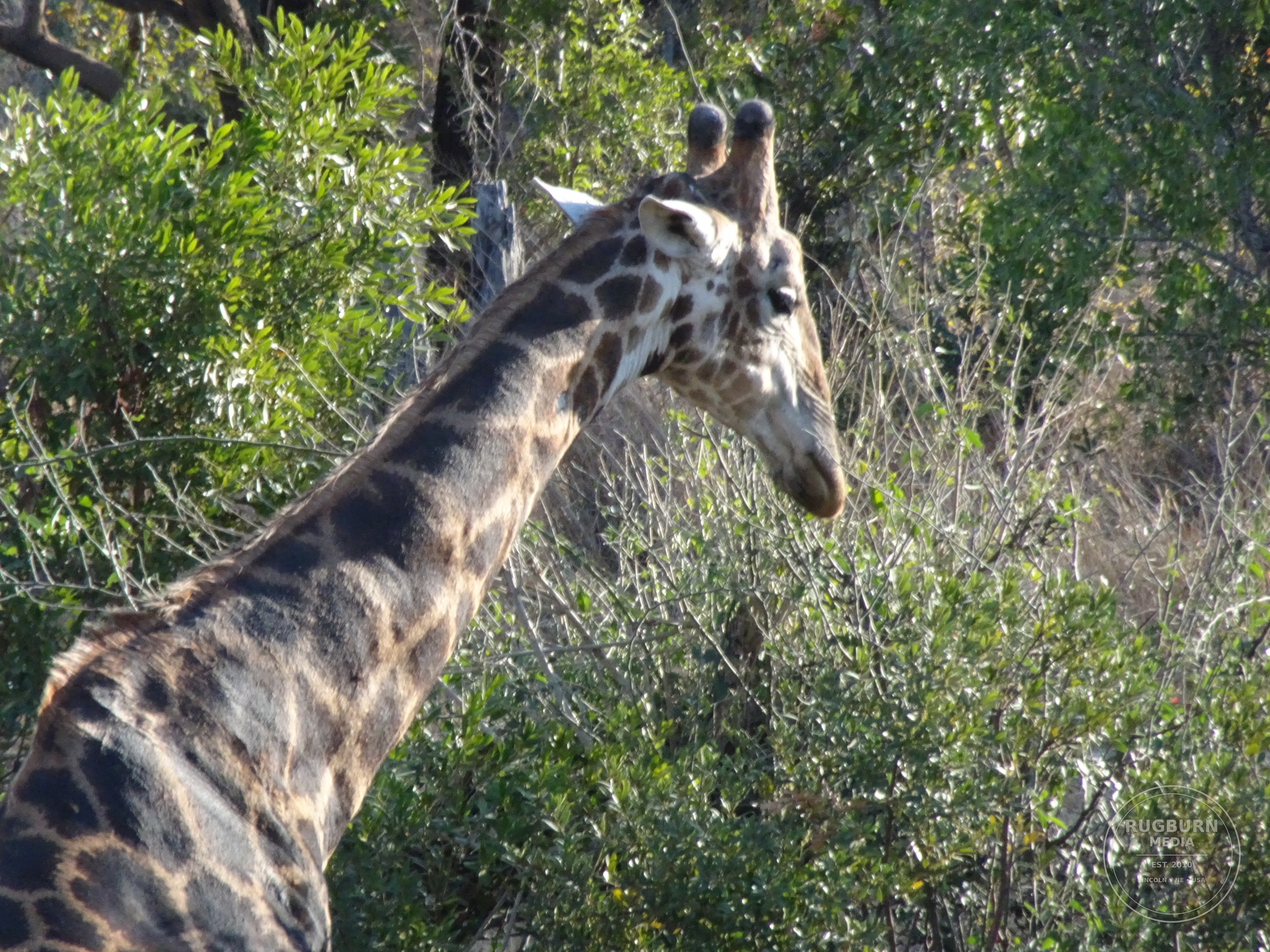 Africa - Sabi Sands - Dulini photograph 066 by Brian Schwanebeck in South Africa Sabi Sands Nature Reserve.