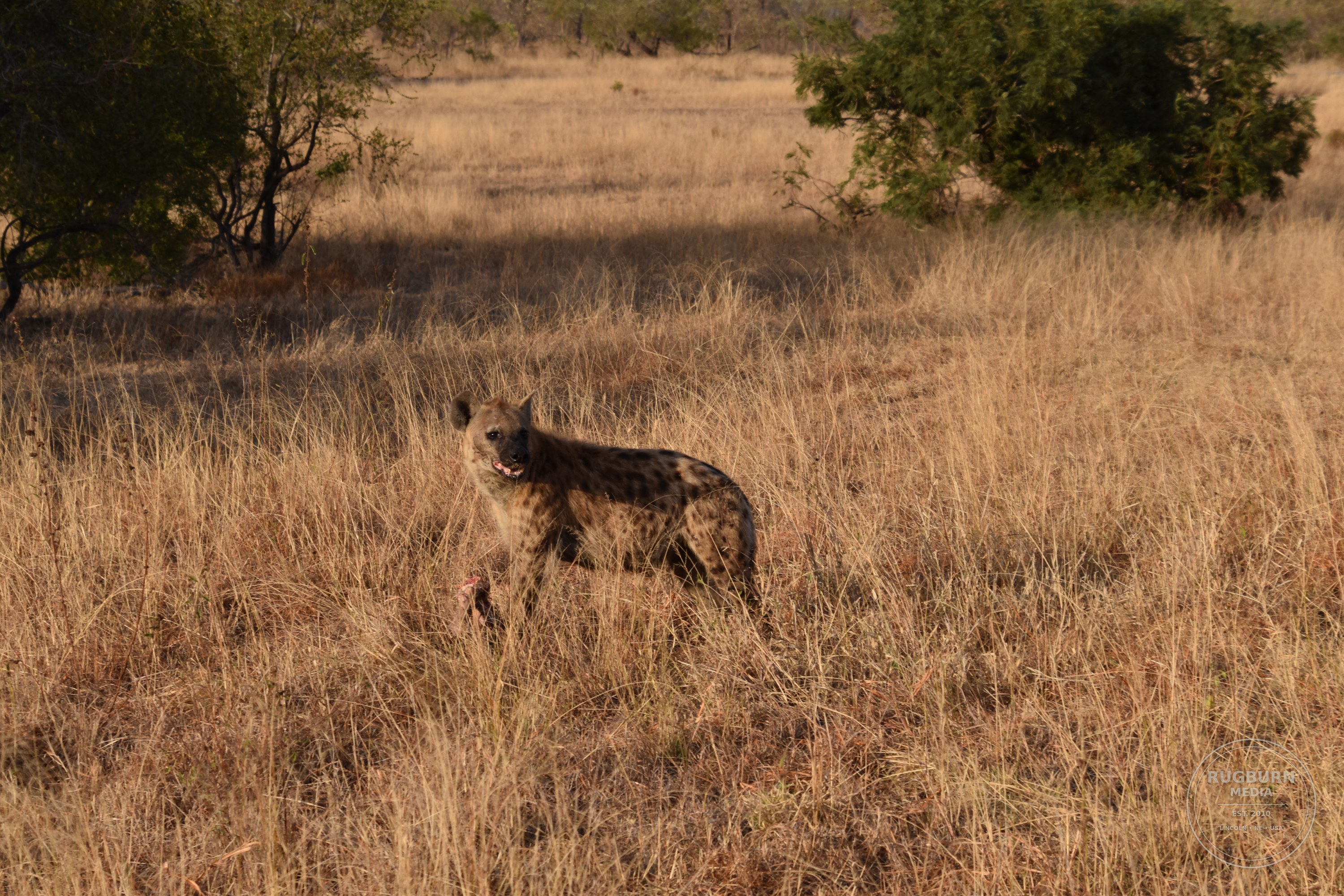 Africa - Sabi Sands - Silvan photograph 005 by Brian Schwanebeck in South Africa Sabi Sands Nature Reserve.