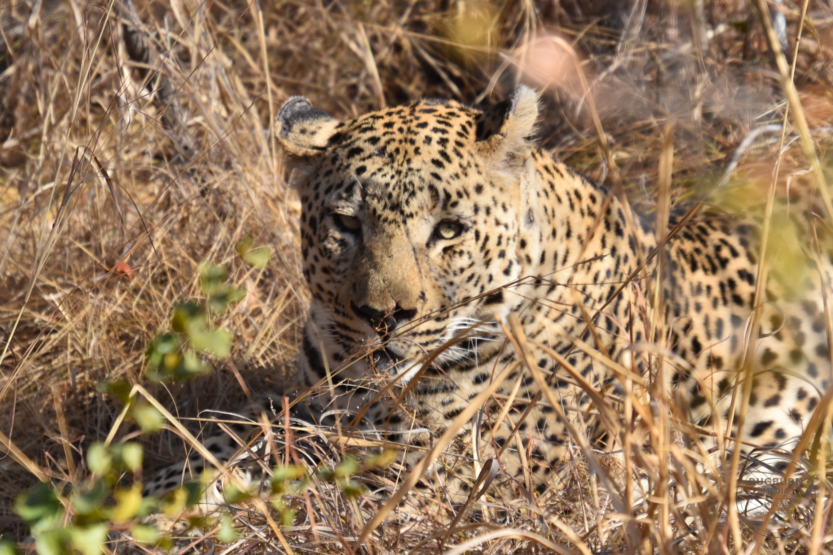 Africa - Sabi Sands - Silvan photograph 007 by Brian Schwanebeck in South Africa Sabi Sands Nature Reserve.