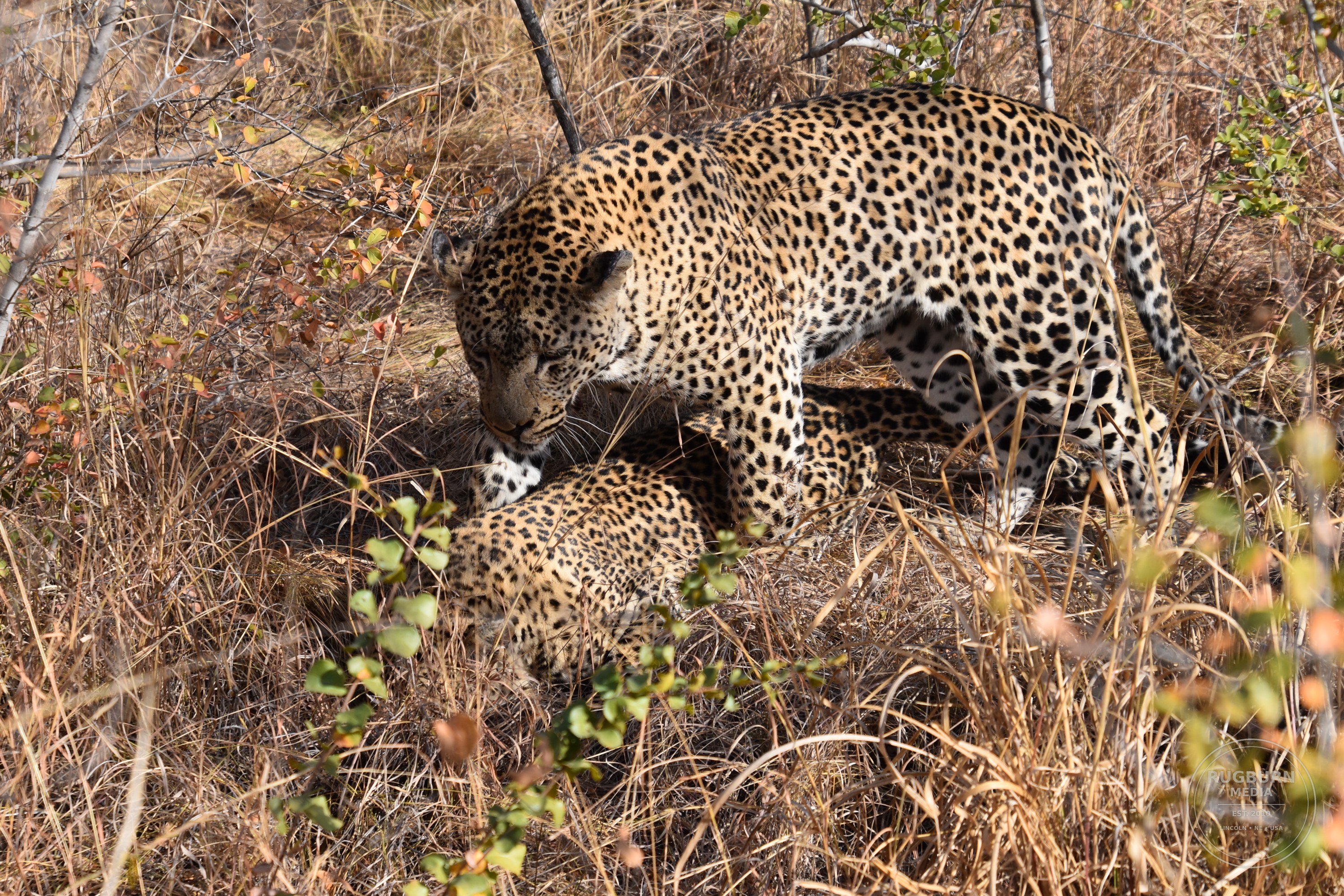 Africa - Sabi Sands - Silvan photograph 009 by Brian Schwanebeck in South Africa Sabi Sands Nature Reserve.
