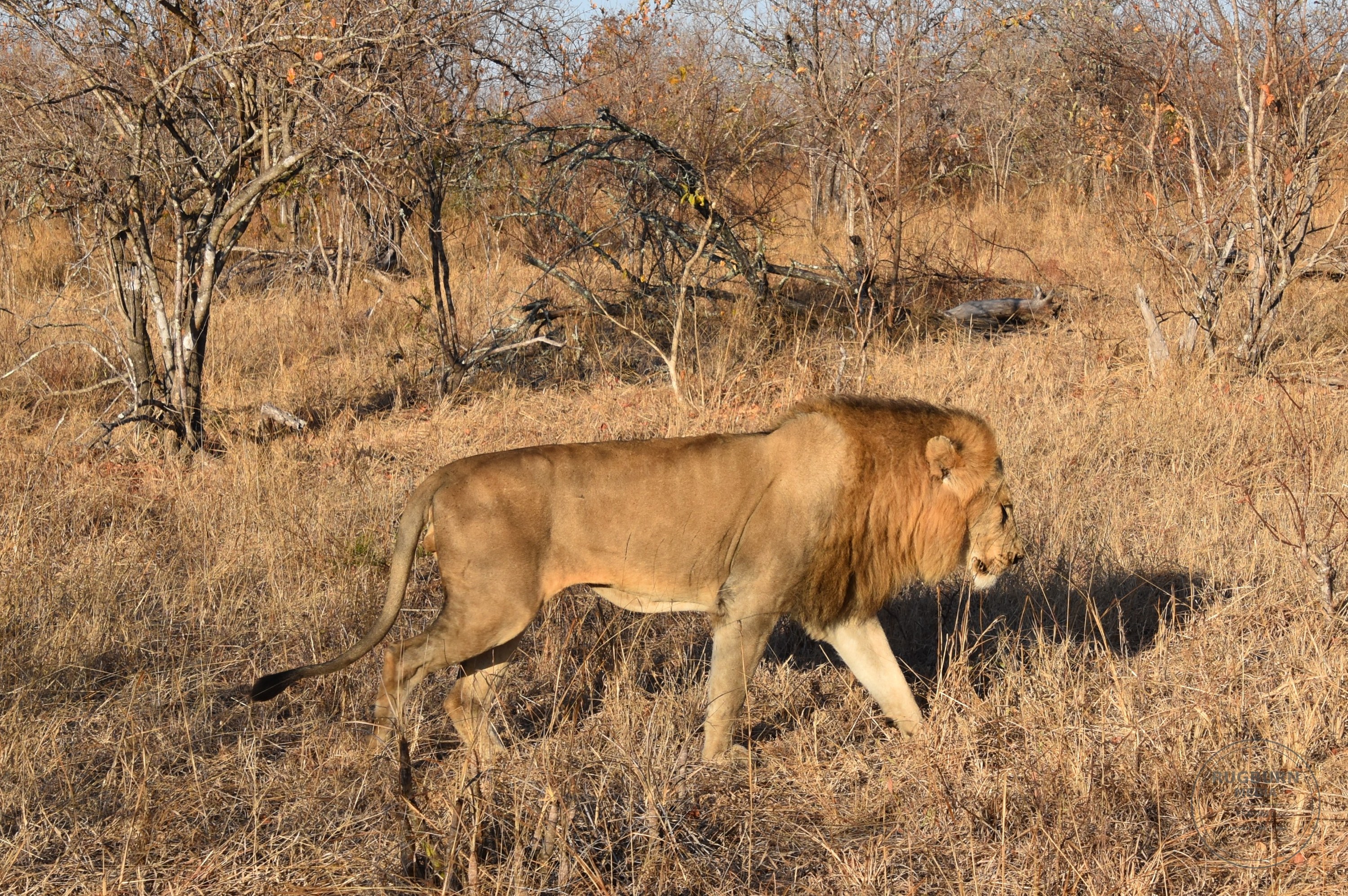 Africa - Sabi Sands - Silvan photograph 010 by Brian Schwanebeck in South Africa Sabi Sands Nature Reserve.