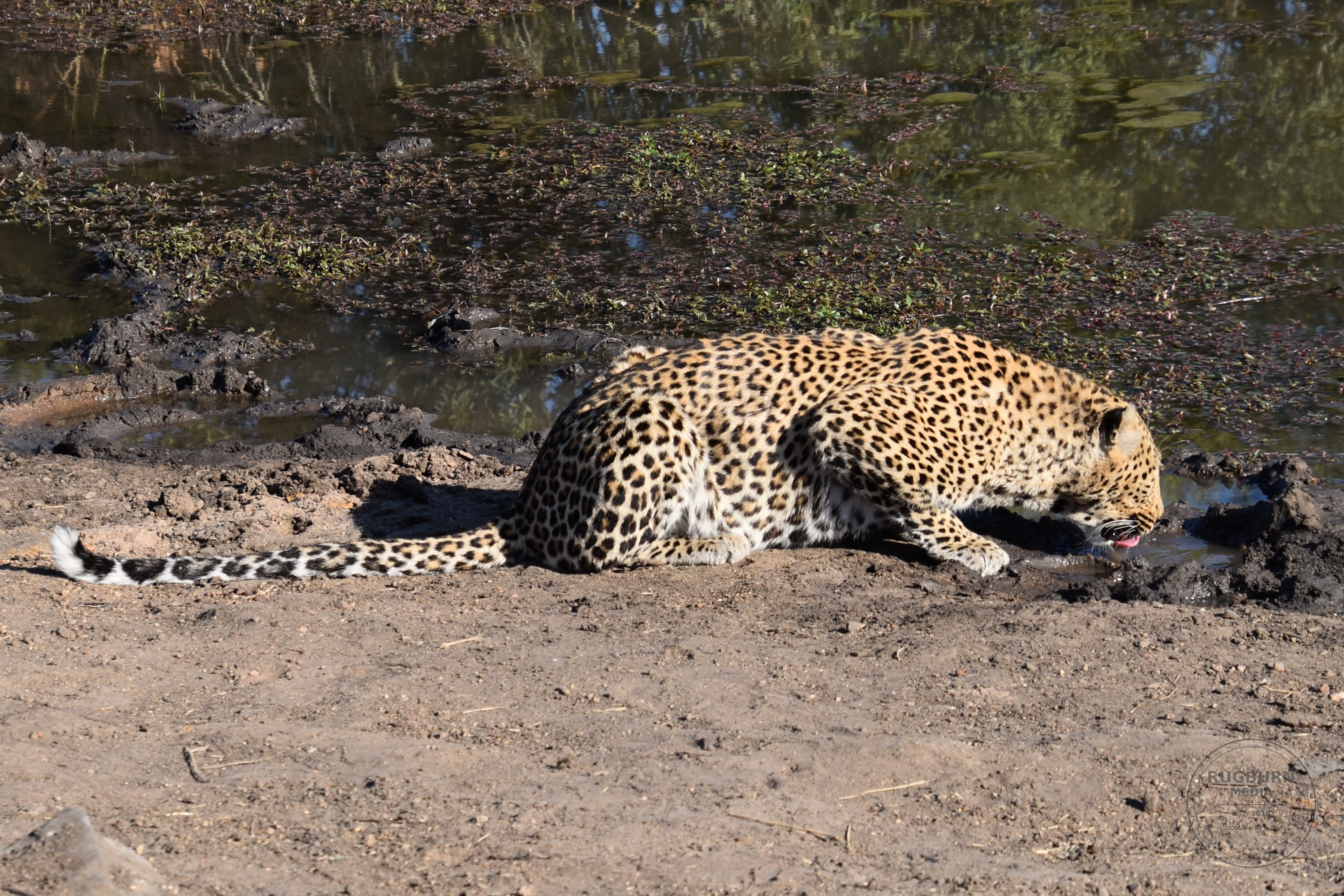 Africa - Sabi Sands - Silvan photograph 015 by Brian Schwanebeck in South Africa Sabi Sands Nature Reserve.