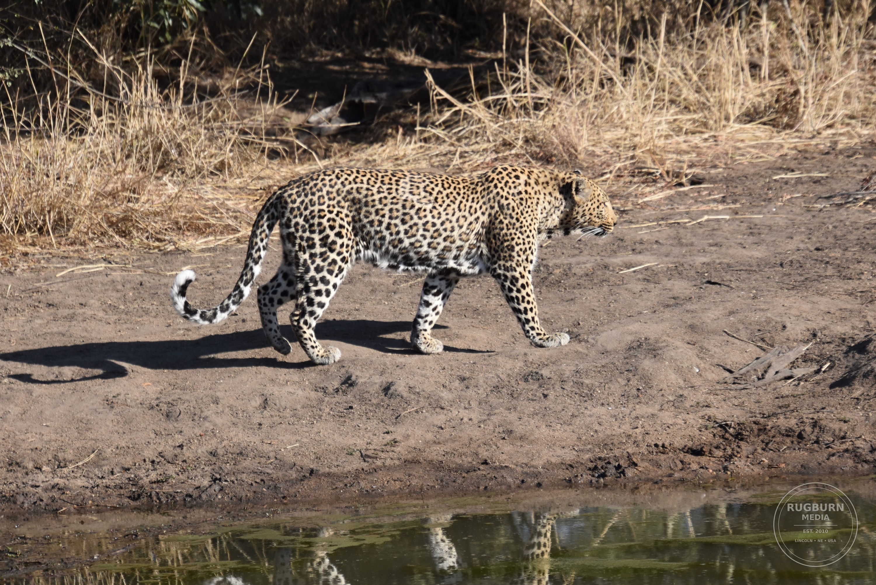 Africa - Sabi Sands - Silvan photograph 016 by Brian Schwanebeck in South Africa Sabi Sands Nature Reserve.