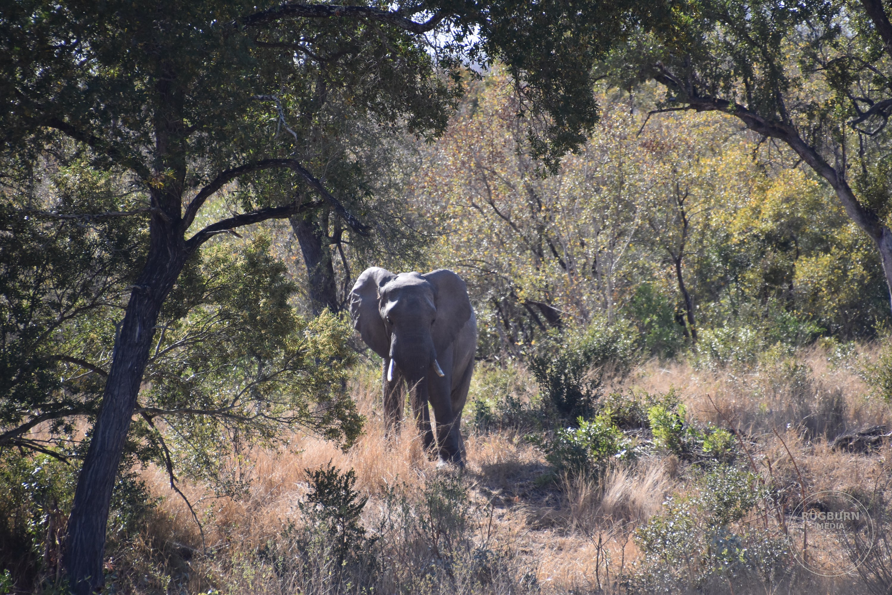 Africa - Sabi Sands - Silvan photograph 018 by Brian Schwanebeck in South Africa Sabi Sands Nature Reserve.