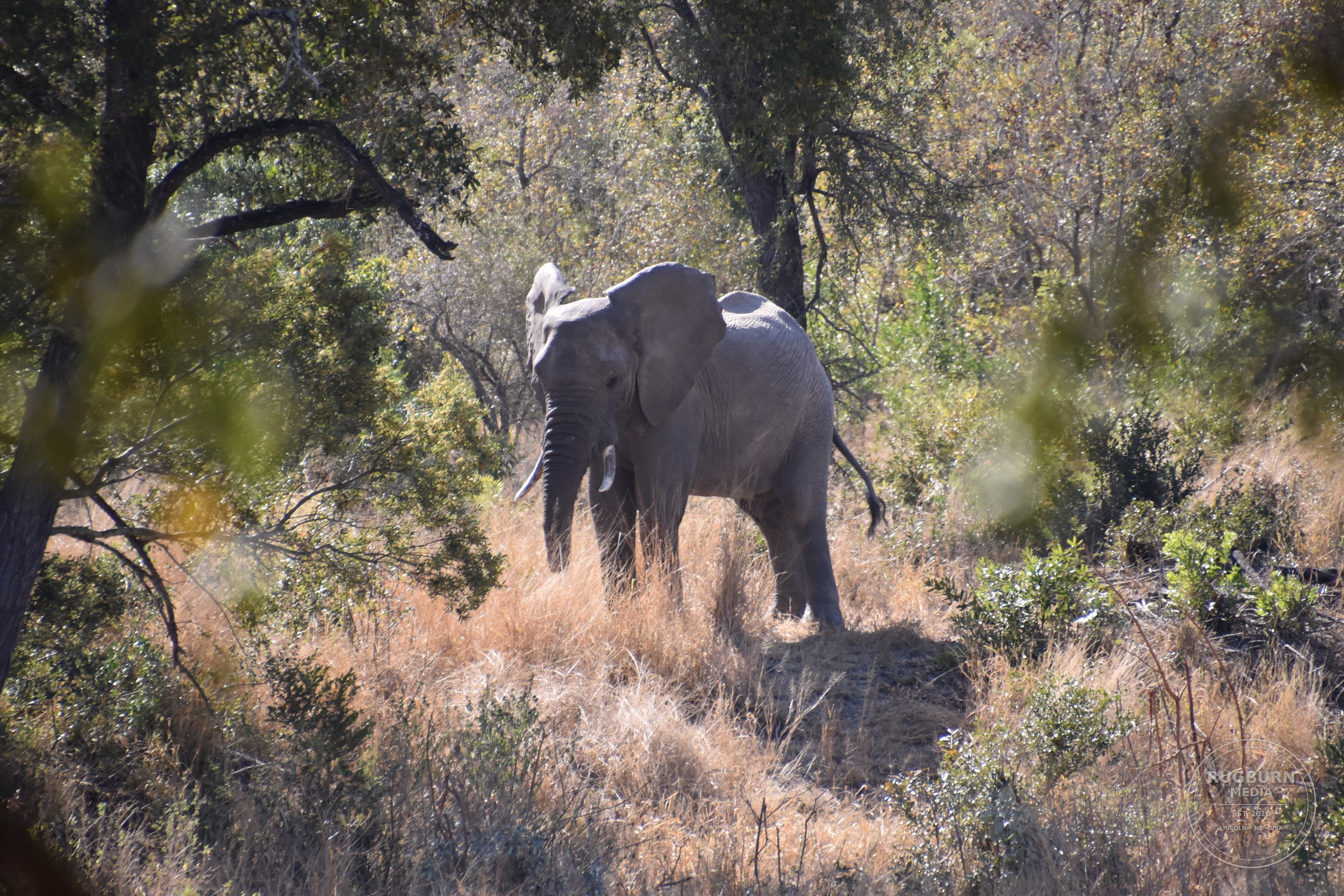 Africa - Sabi Sands - Silvan photograph 019 by Brian Schwanebeck in South Africa Sabi Sands Nature Reserve.