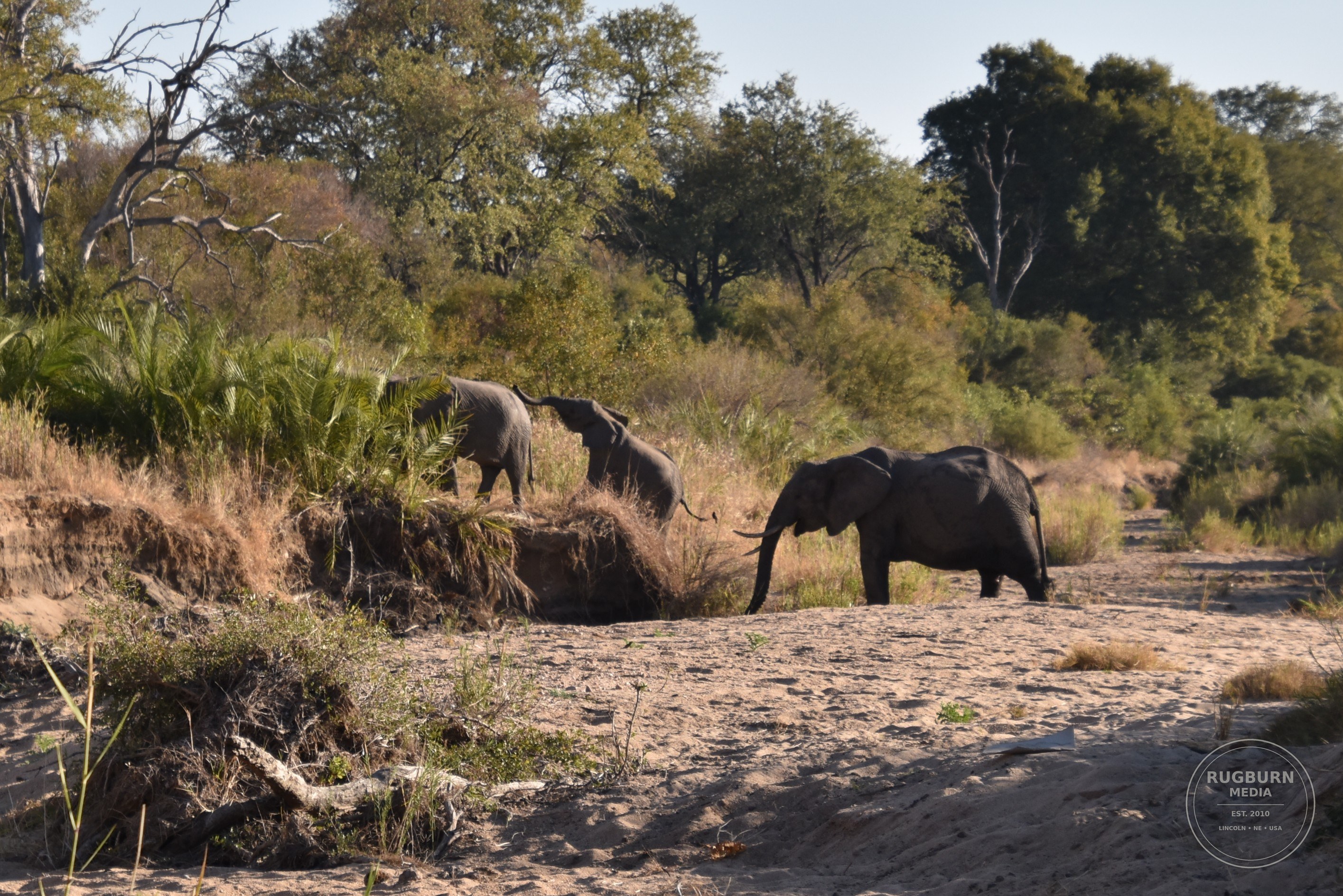 Africa - Sabi Sands - Silvan photograph 020 by Brian Schwanebeck in South Africa Sabi Sands Nature Reserve.