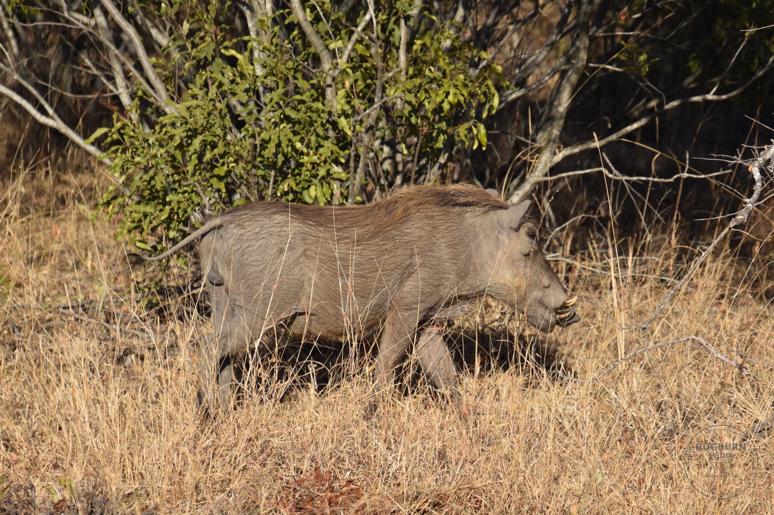 Africa - Sabi Sands - Silvan photograph 021 by Brian Schwanebeck in South Africa Sabi Sands Nature Reserve.