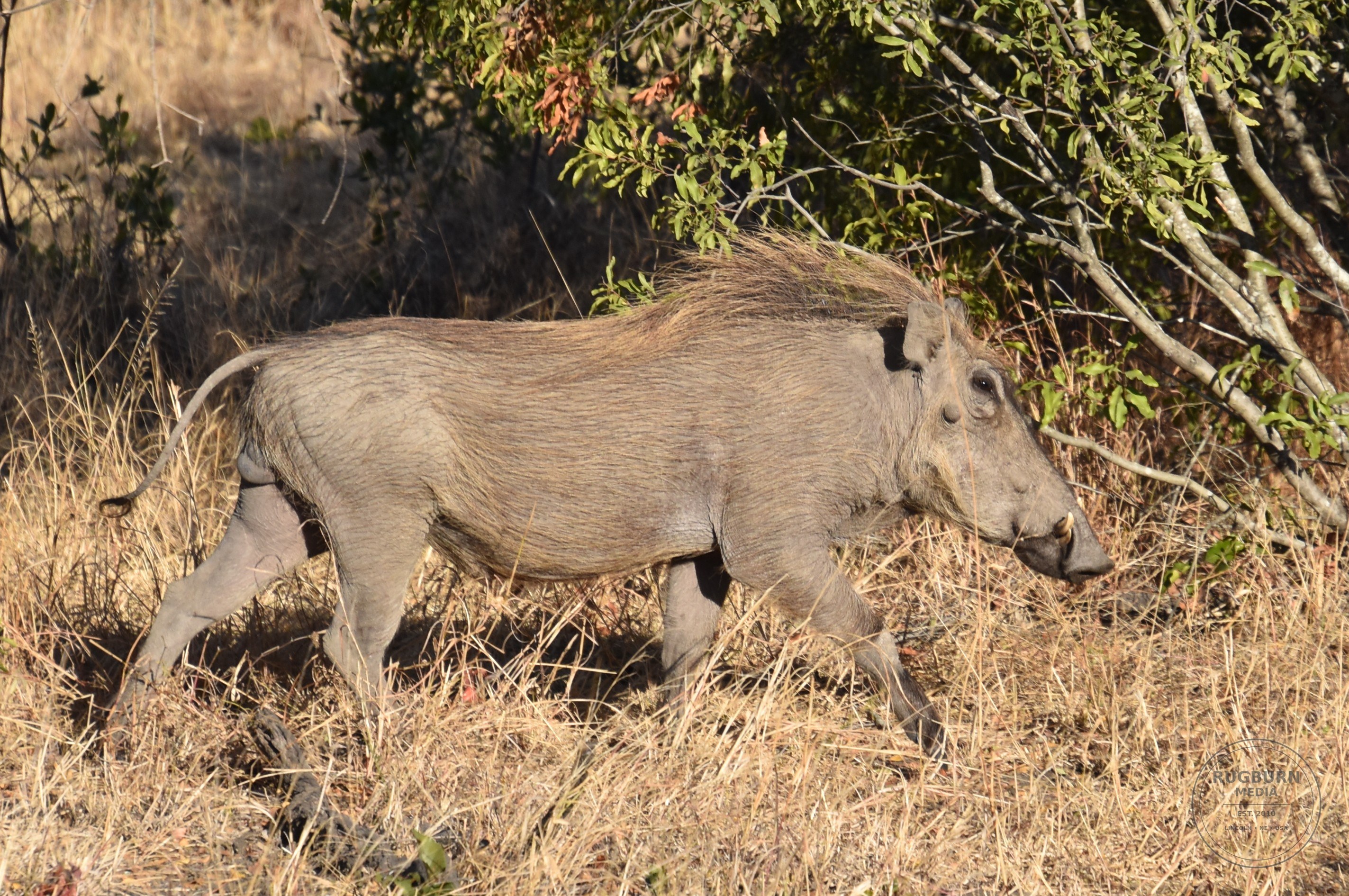 Africa - Sabi Sands - Silvan photograph 022 by Brian Schwanebeck in South Africa Sabi Sands Nature Reserve.