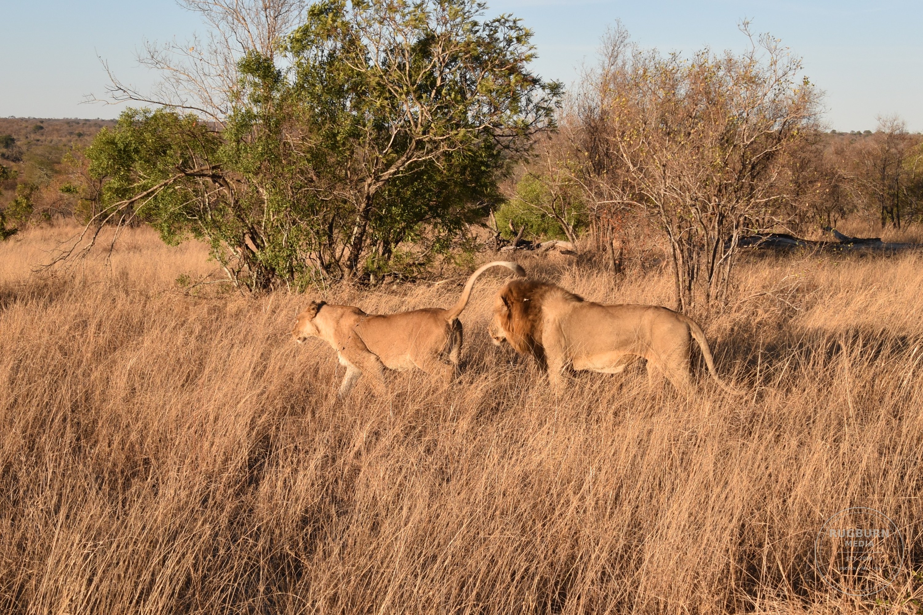 Africa - Sabi Sands - Silvan photograph 039 by Brian Schwanebeck in South Africa Sabi Sands Nature Reserve.