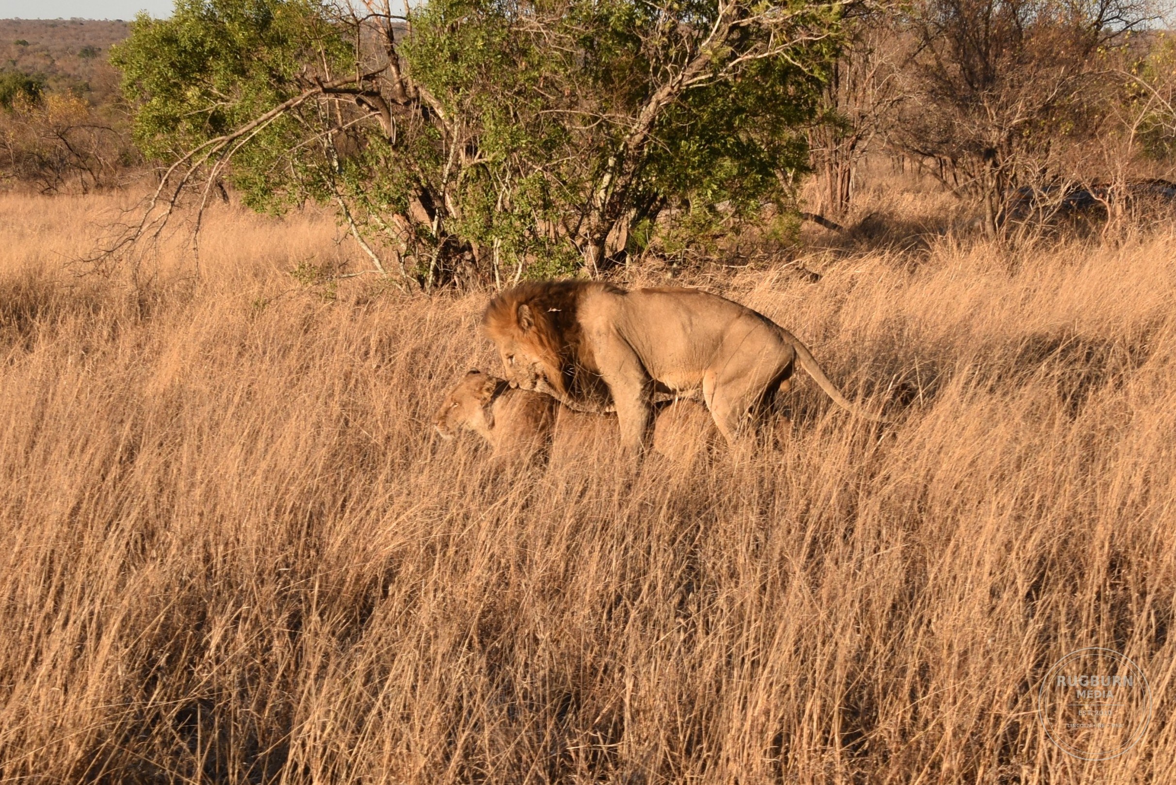 Africa - Sabi Sands - Silvan photograph 040 by Brian Schwanebeck in South Africa Sabi Sands Nature Reserve.