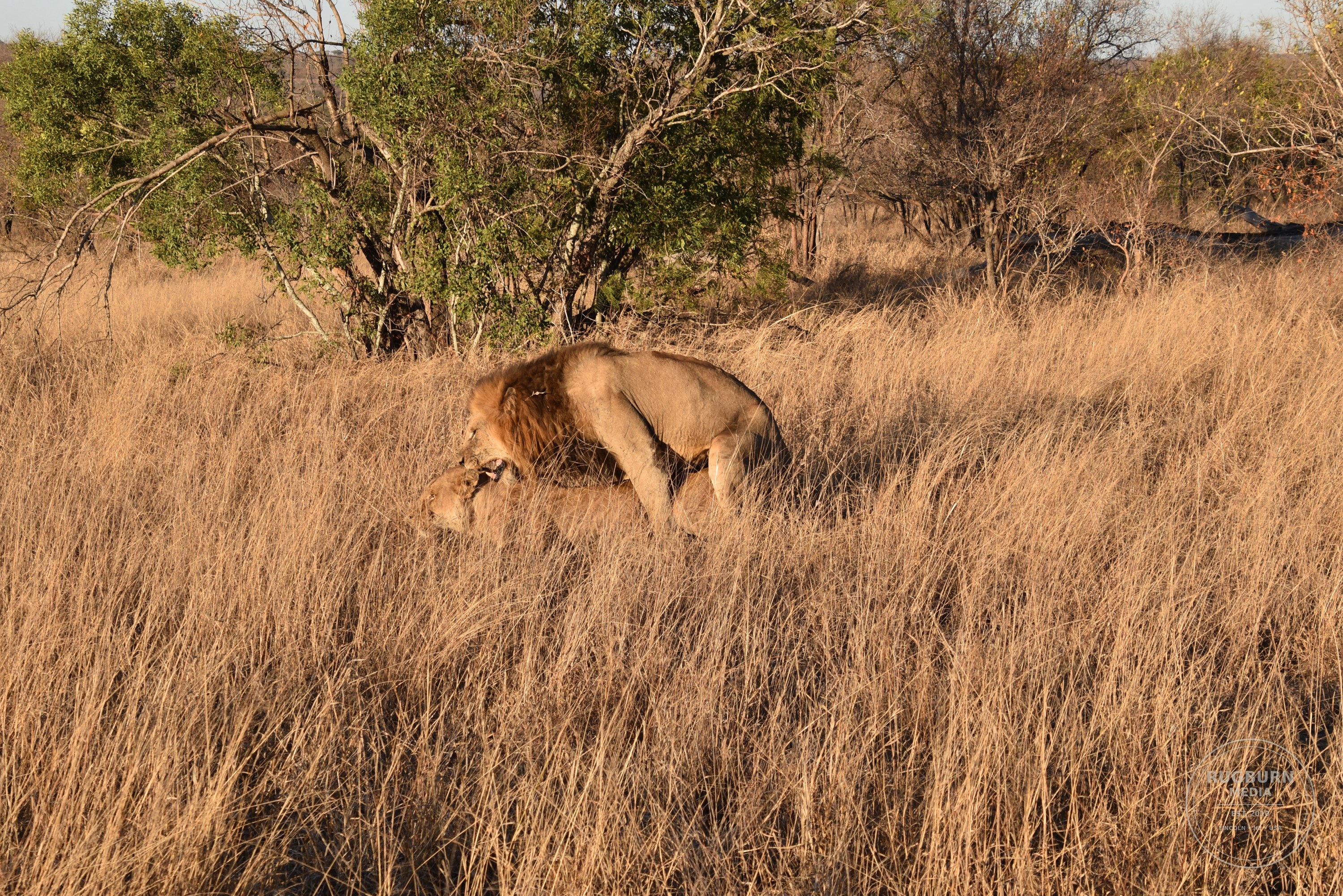 Africa - Sabi Sands - Silvan photograph 041 by Brian Schwanebeck in South Africa Sabi Sands Nature Reserve.