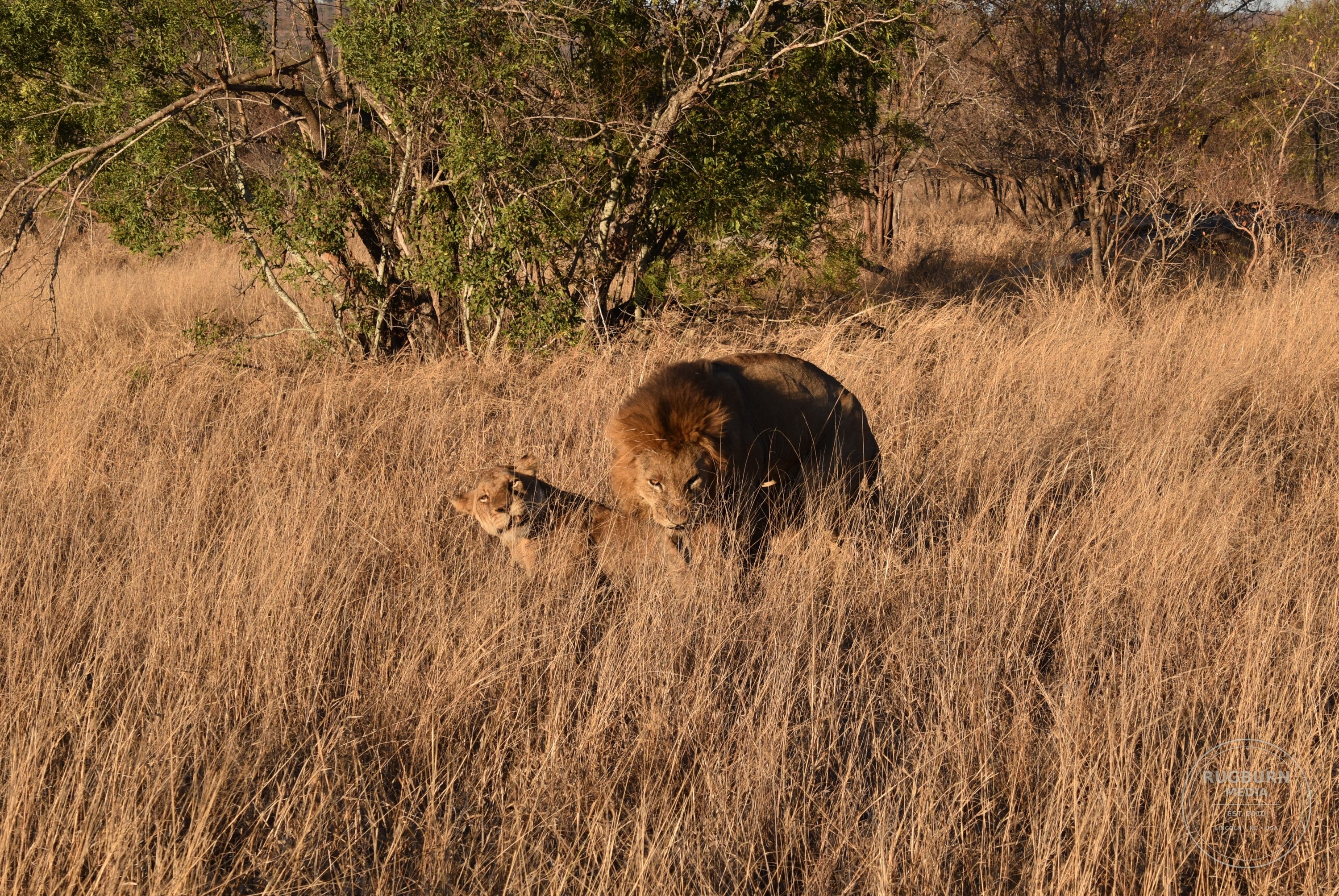 Africa - Sabi Sands - Silvan photograph 042 by Brian Schwanebeck in South Africa Sabi Sands Nature Reserve.