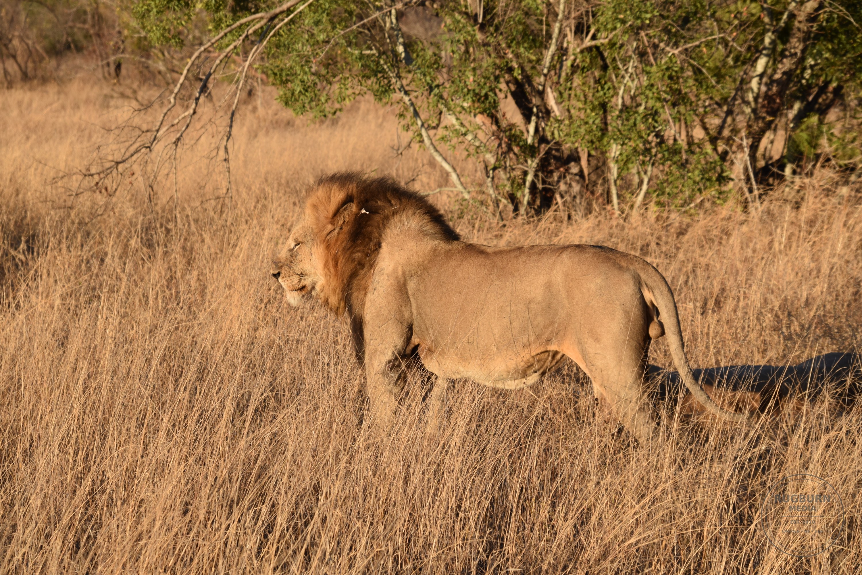 Africa - Sabi Sands - Silvan photograph 043 by Brian Schwanebeck in South Africa Sabi Sands Nature Reserve.