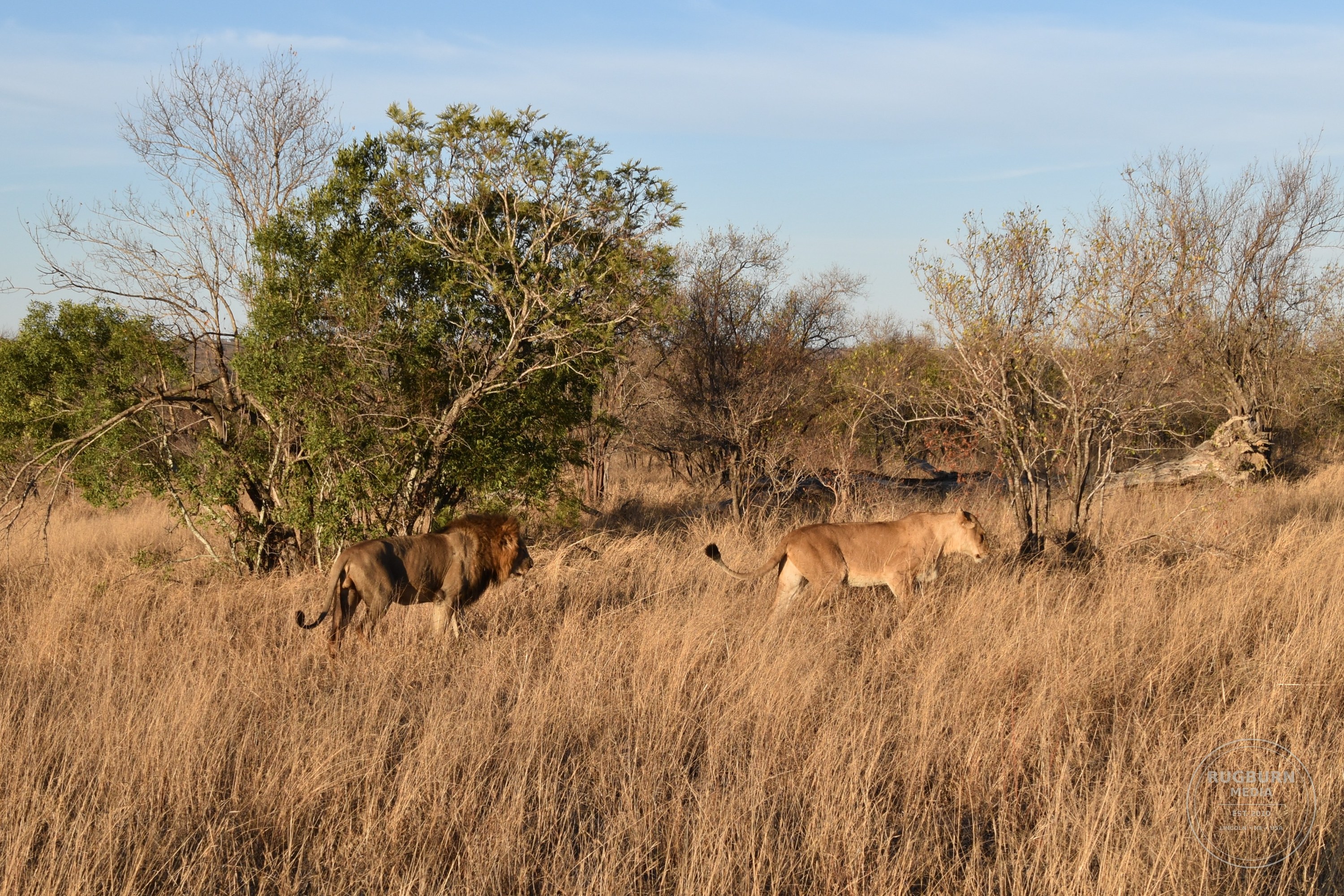 Africa - Sabi Sands - Silvan photograph 044 by Brian Schwanebeck in South Africa Sabi Sands Nature Reserve.