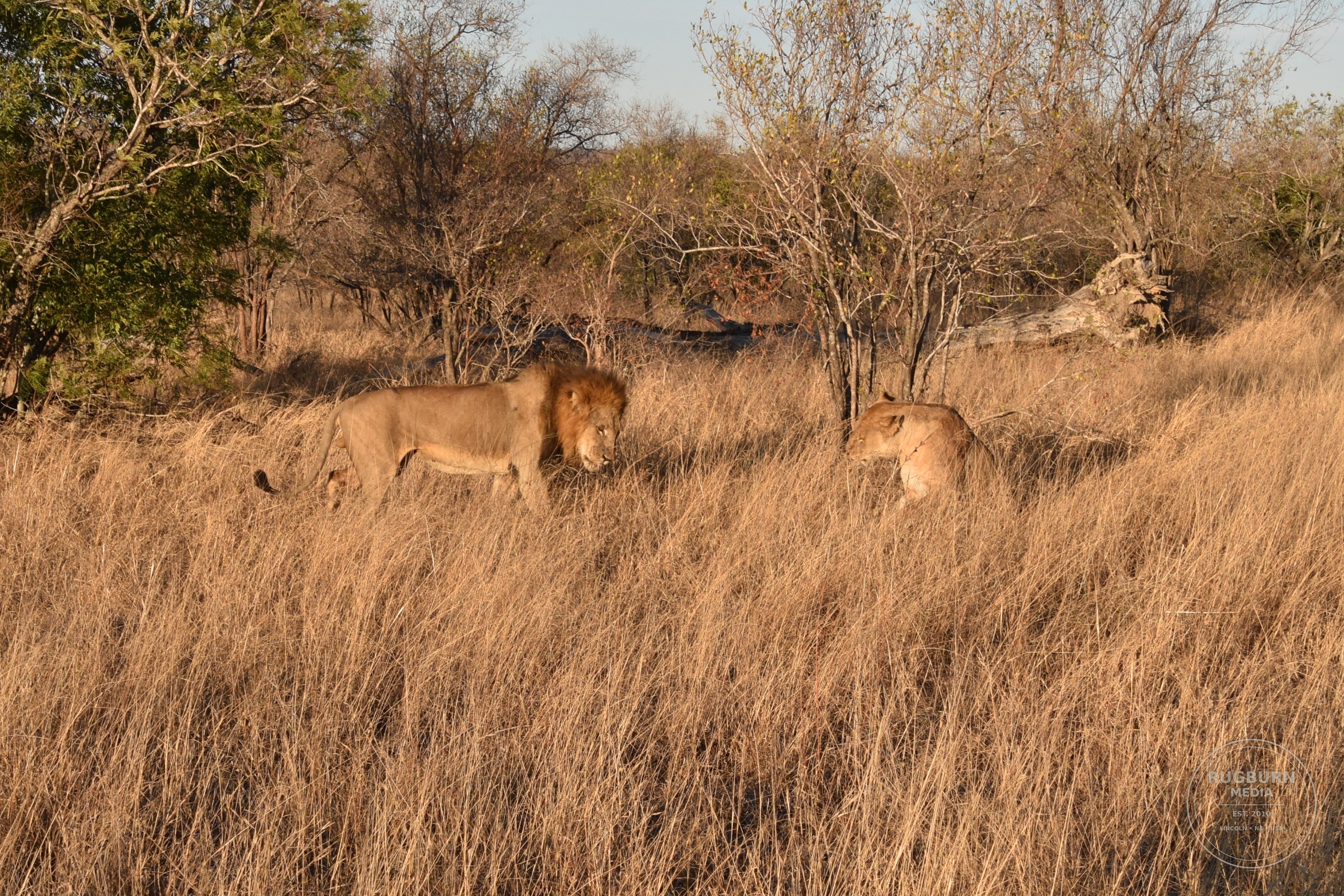 Africa - Sabi Sands - Silvan photograph 045 by Brian Schwanebeck in South Africa Sabi Sands Nature Reserve.