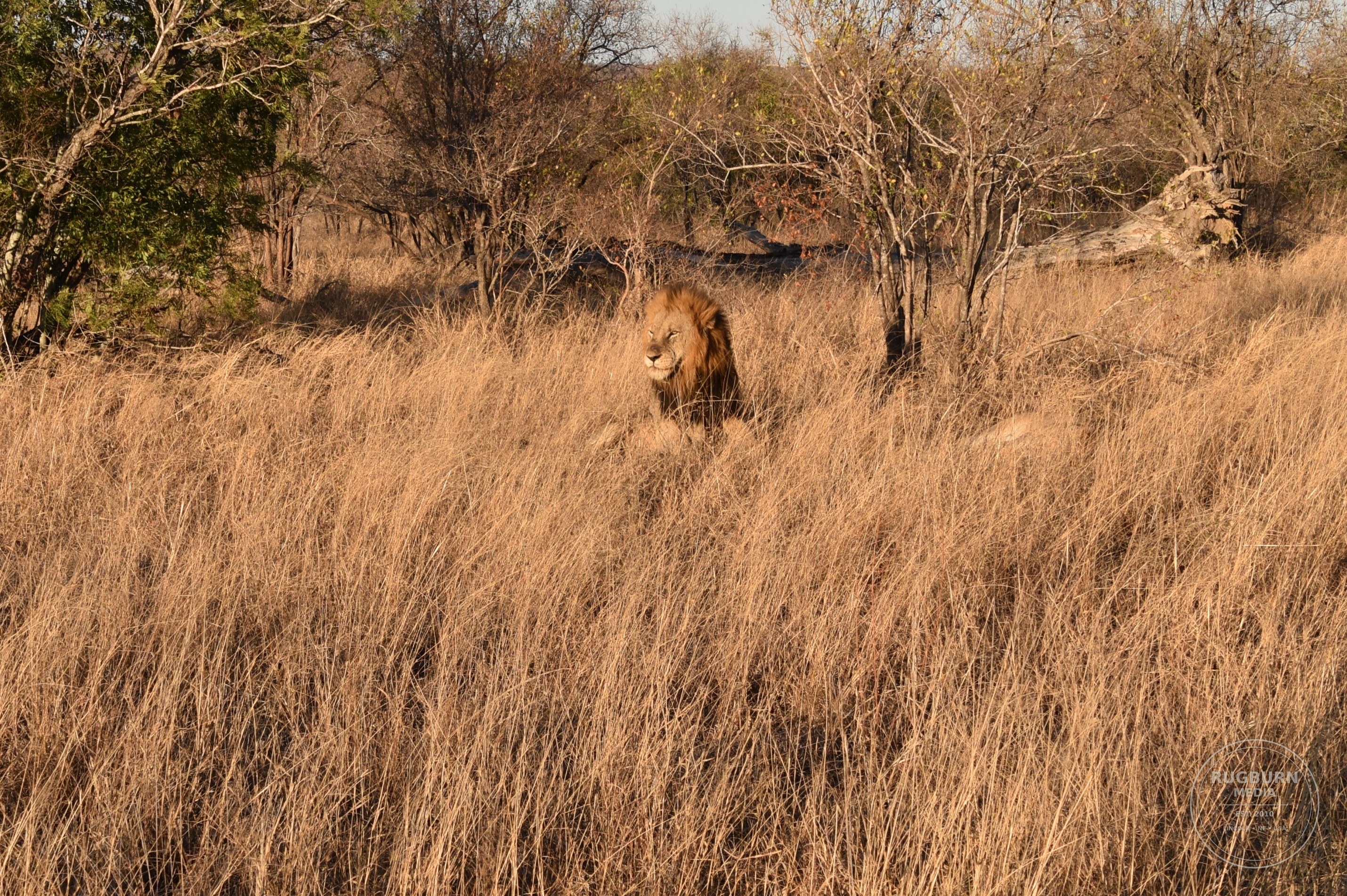 Africa - Sabi Sands - Silvan photograph 046 by Brian Schwanebeck in South Africa Sabi Sands Nature Reserve.