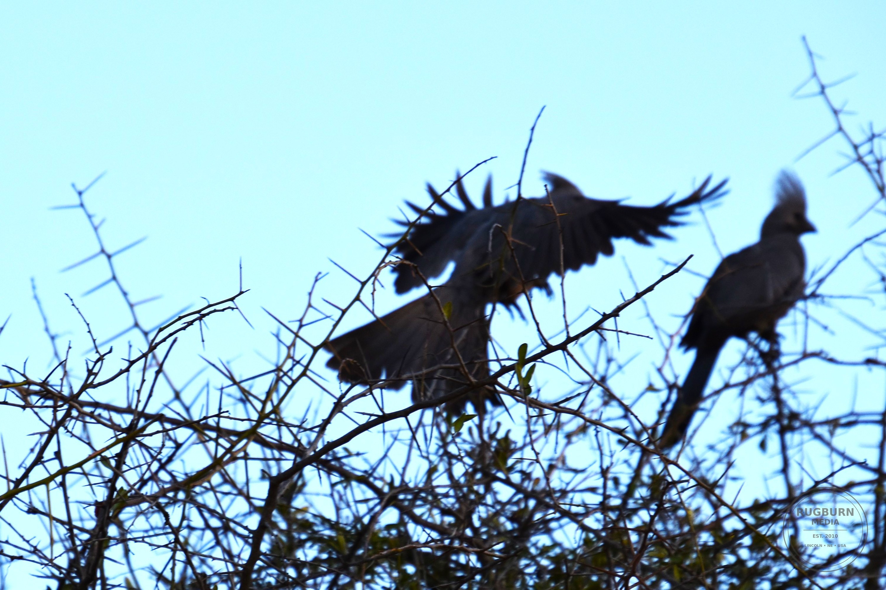 Africa - Sabi Sands - Silvan photograph 049 by Brian Schwanebeck in South Africa Sabi Sands Nature Reserve.