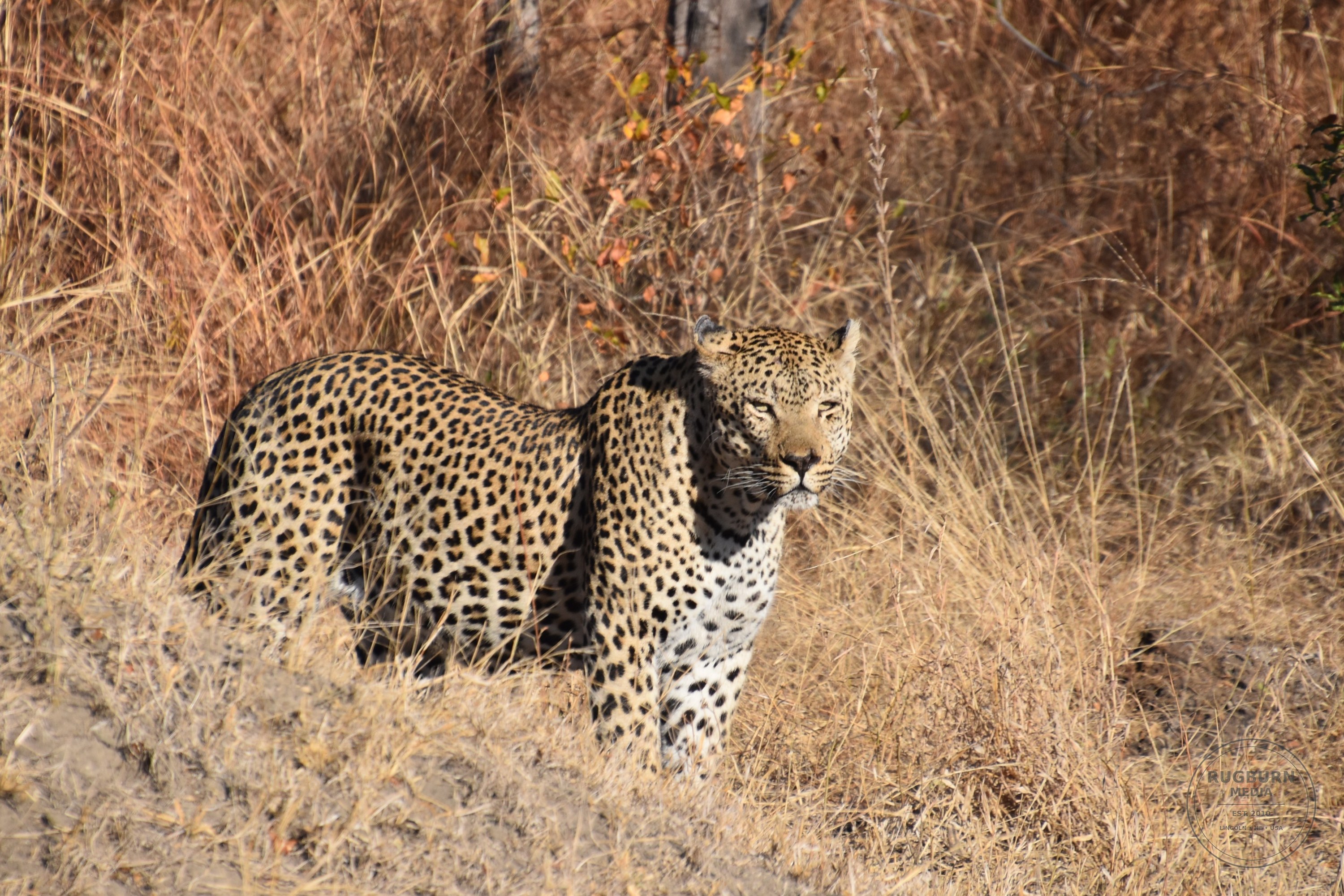 Africa - Sabi Sands - Silvan photograph 053 by Brian Schwanebeck in South Africa Sabi Sands Nature Reserve.