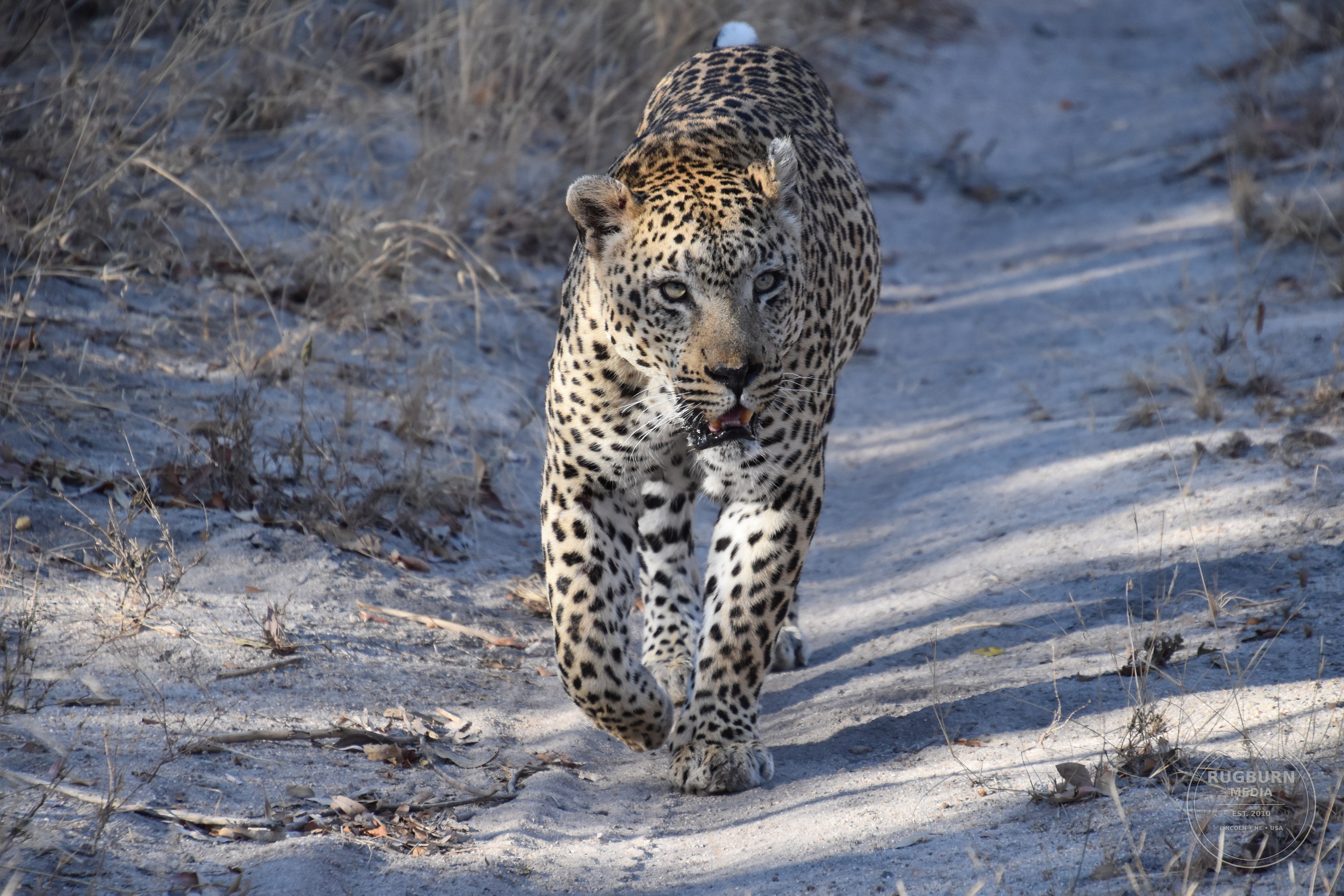 Africa - Sabi Sands - Silvan photograph 055 by Brian Schwanebeck in South Africa Sabi Sands Nature Reserve.