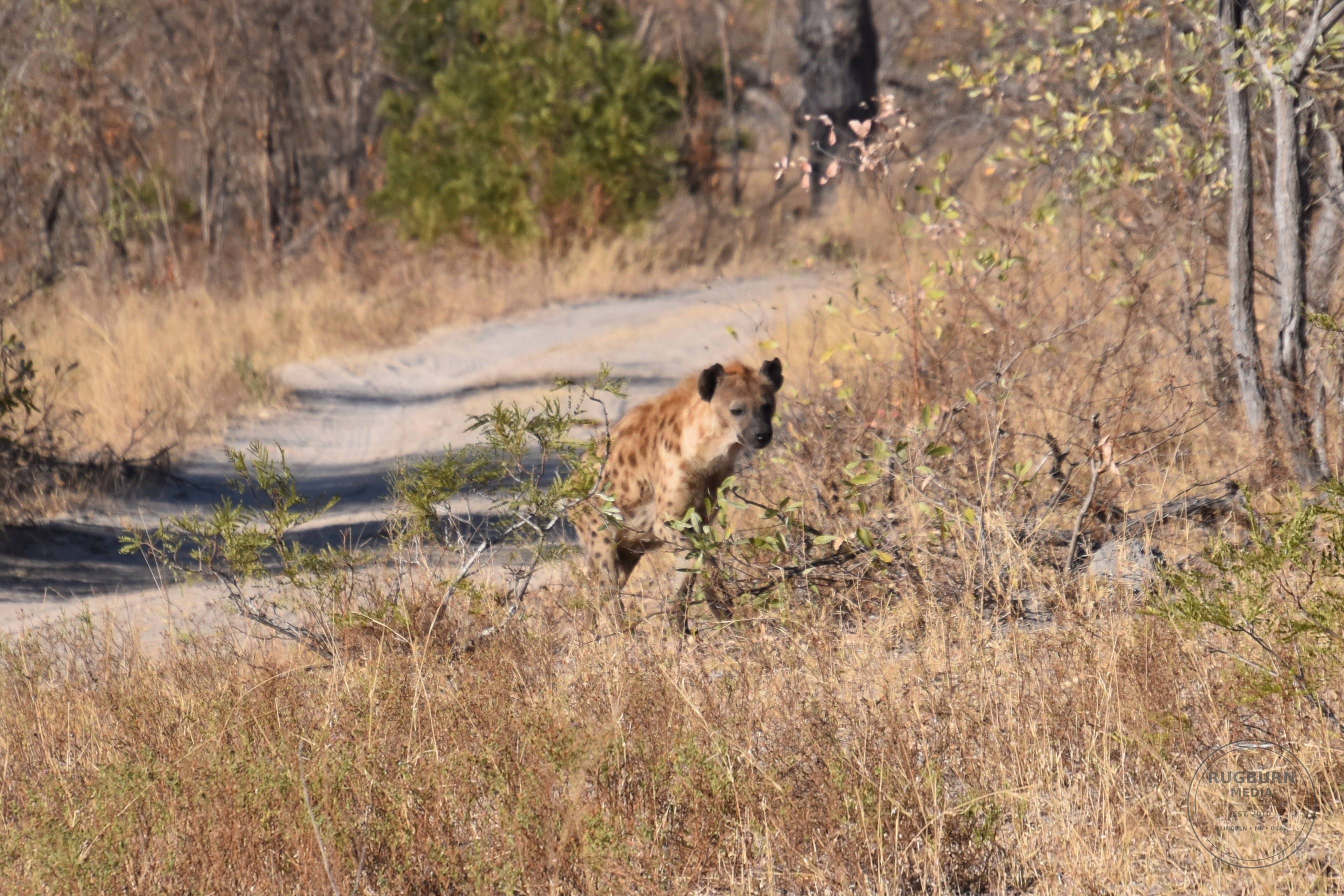 Africa - Sabi Sands - Silvan photograph 056 by Brian Schwanebeck in South Africa Sabi Sands Nature Reserve.