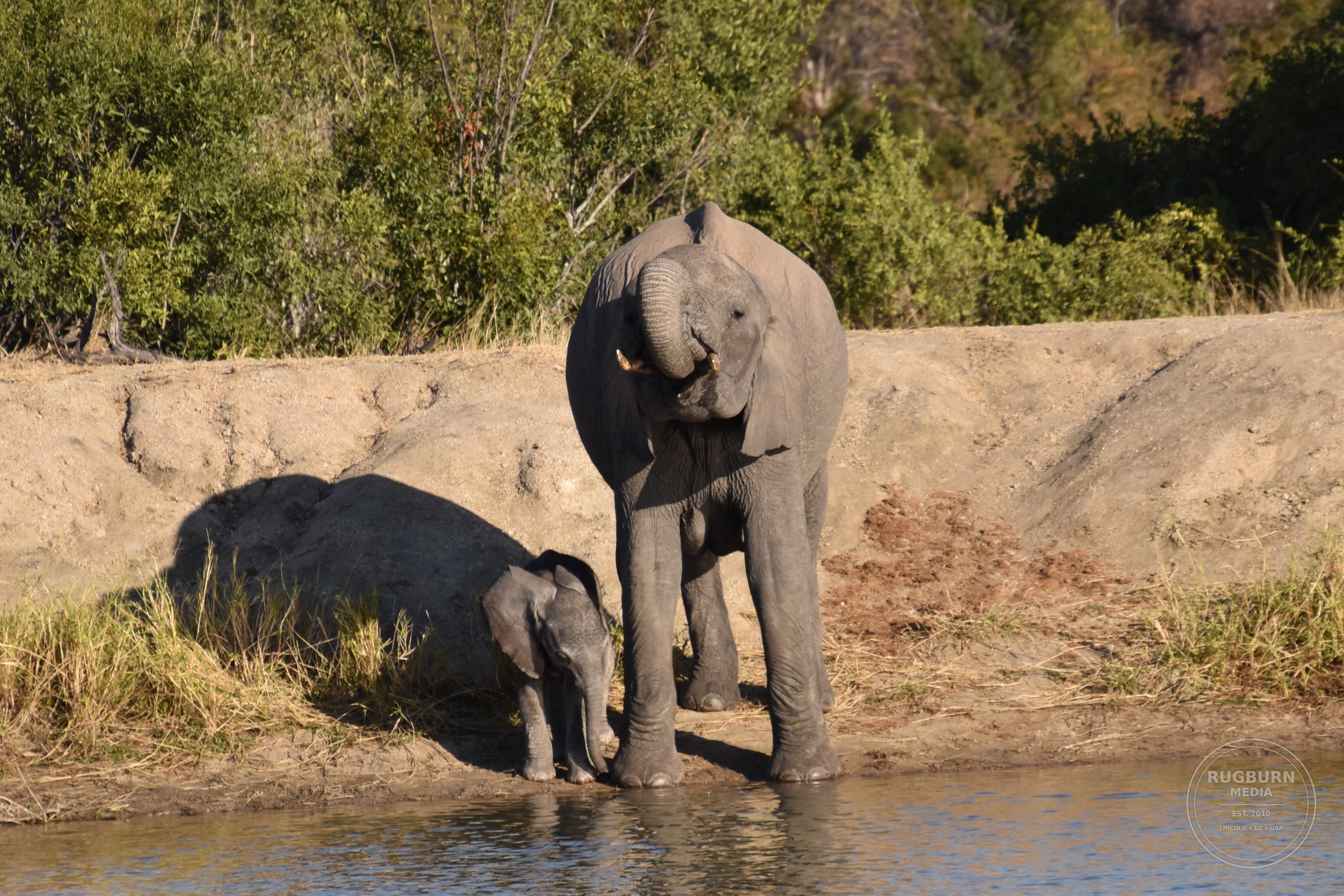 Africa - Sabi Sands - Silvan photograph 060 by Brian Schwanebeck in South Africa Sabi Sands Nature Reserve.