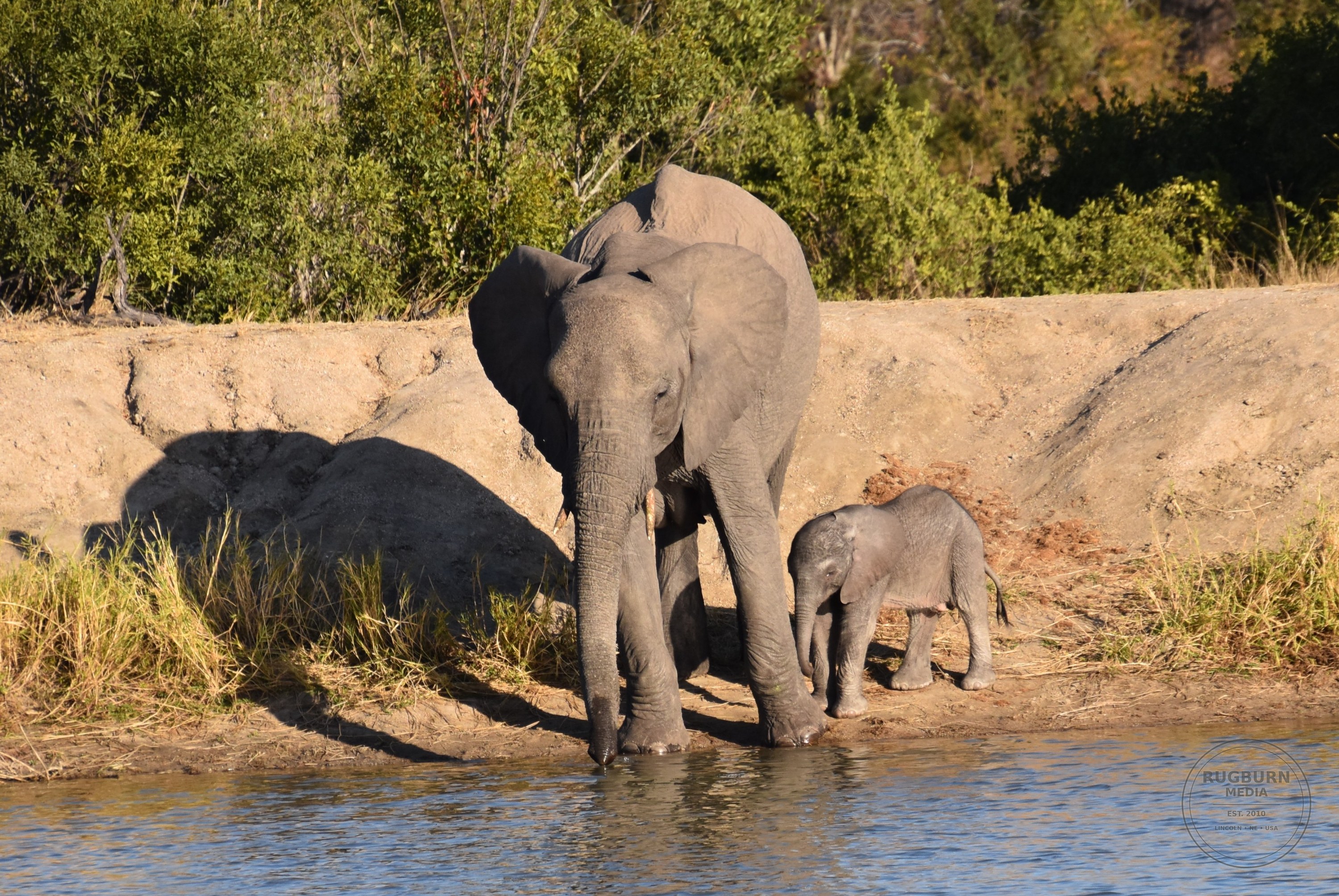 Africa - Sabi Sands - Silvan photograph 061 by Brian Schwanebeck in South Africa Sabi Sands Nature Reserve.