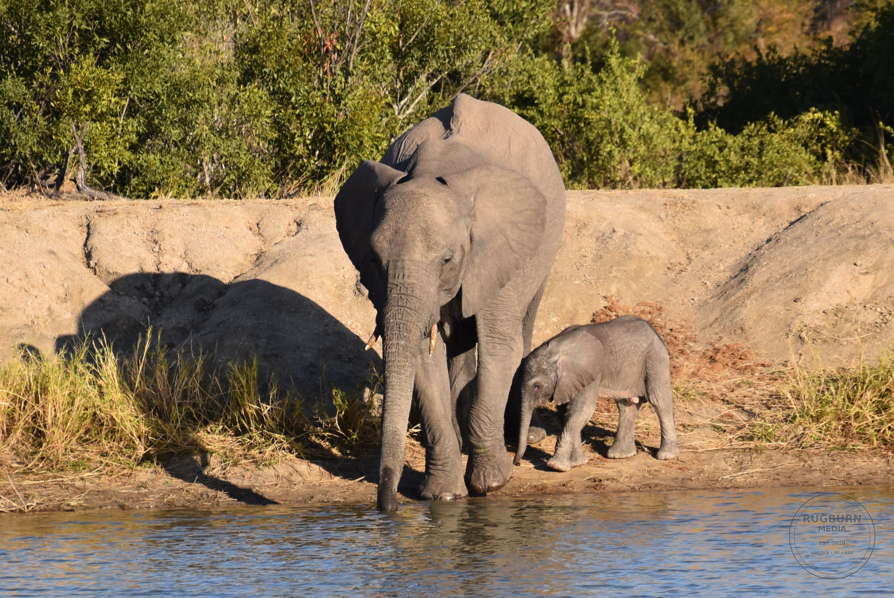 Africa - Sabi Sands - Silvan photograph 062 by Brian Schwanebeck in South Africa Sabi Sands Nature Reserve.