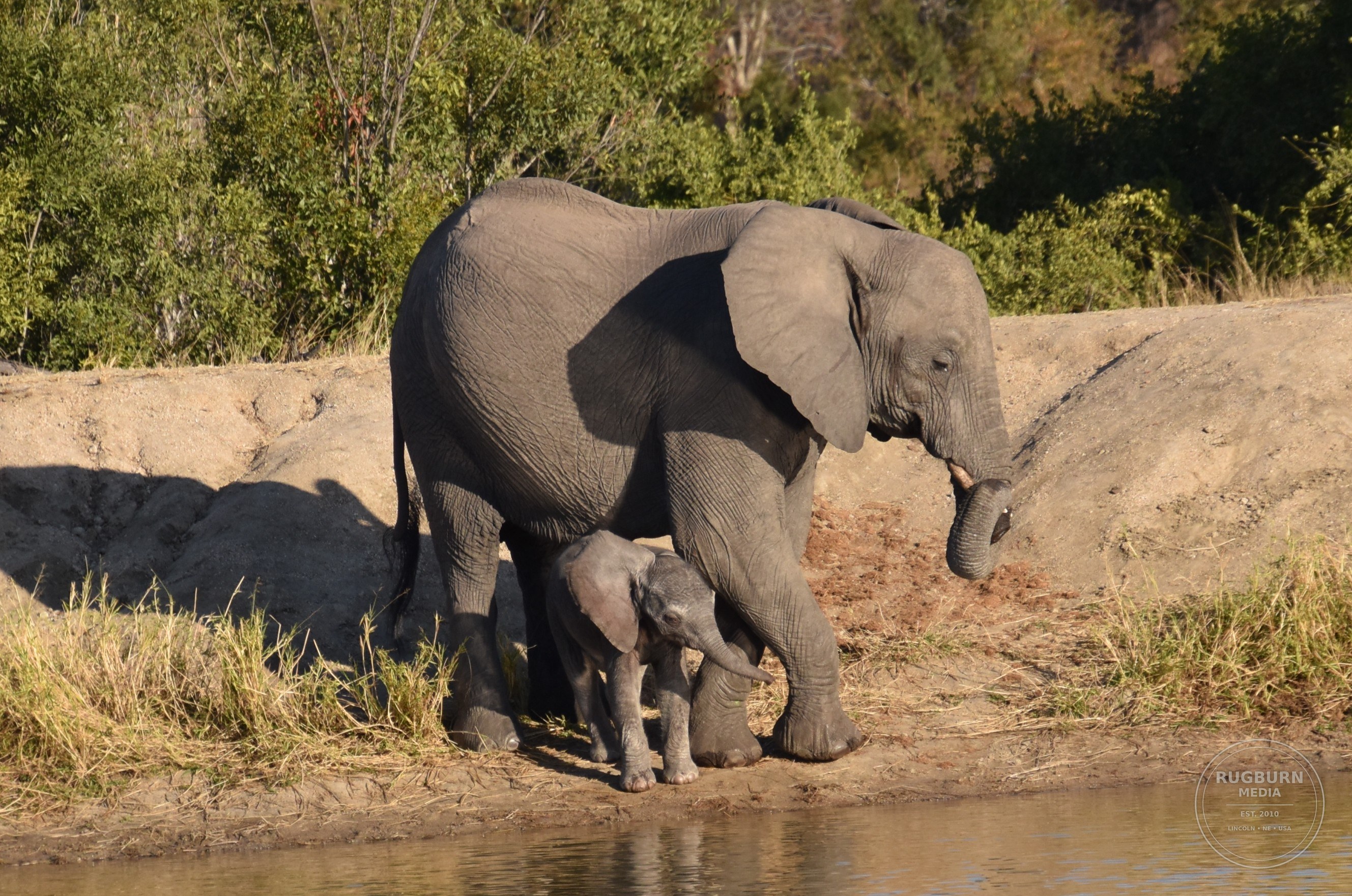Africa - Sabi Sands - Silvan photograph 063 by Brian Schwanebeck in South Africa Sabi Sands Nature Reserve.