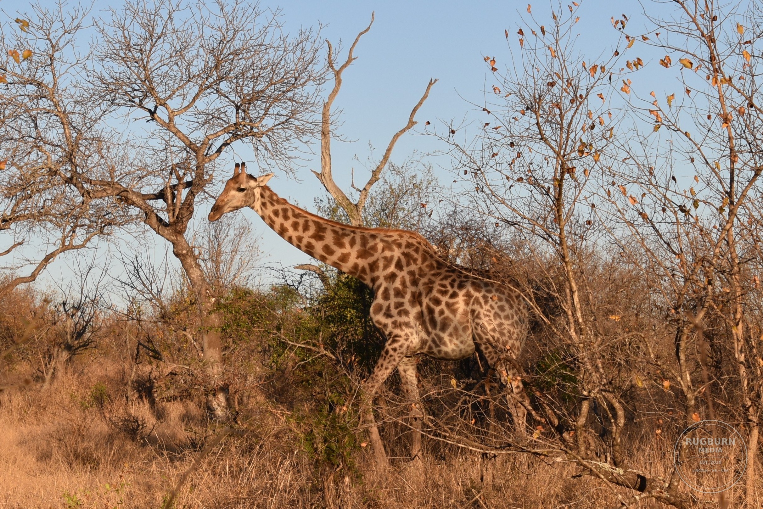 Africa - Sabi Sands - Silvan photograph 064 by Brian Schwanebeck in South Africa Sabi Sands Nature Reserve.